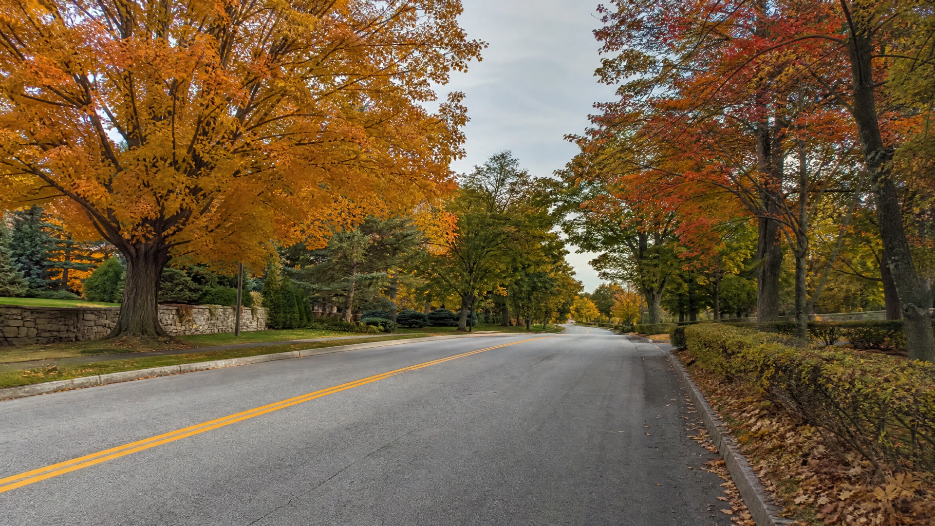 An empty two-lane road lined with large trees in peak autumn foliage, bordered by stone walls and manicured hedges.