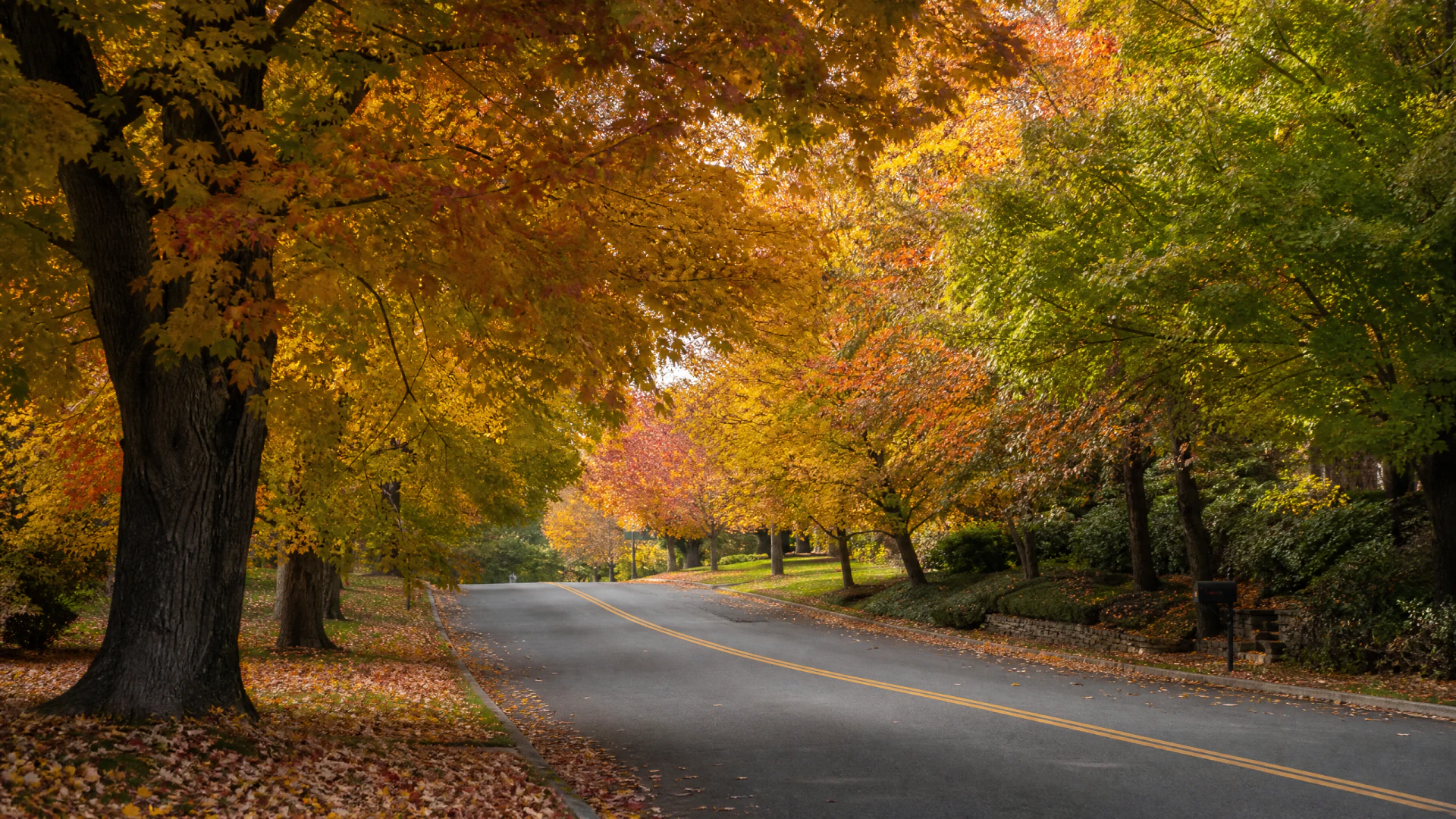 A quiet two-lane road lined with large trees in peak autumn color, their canopy arching overhead and fallen leaves scattered across the ground below.