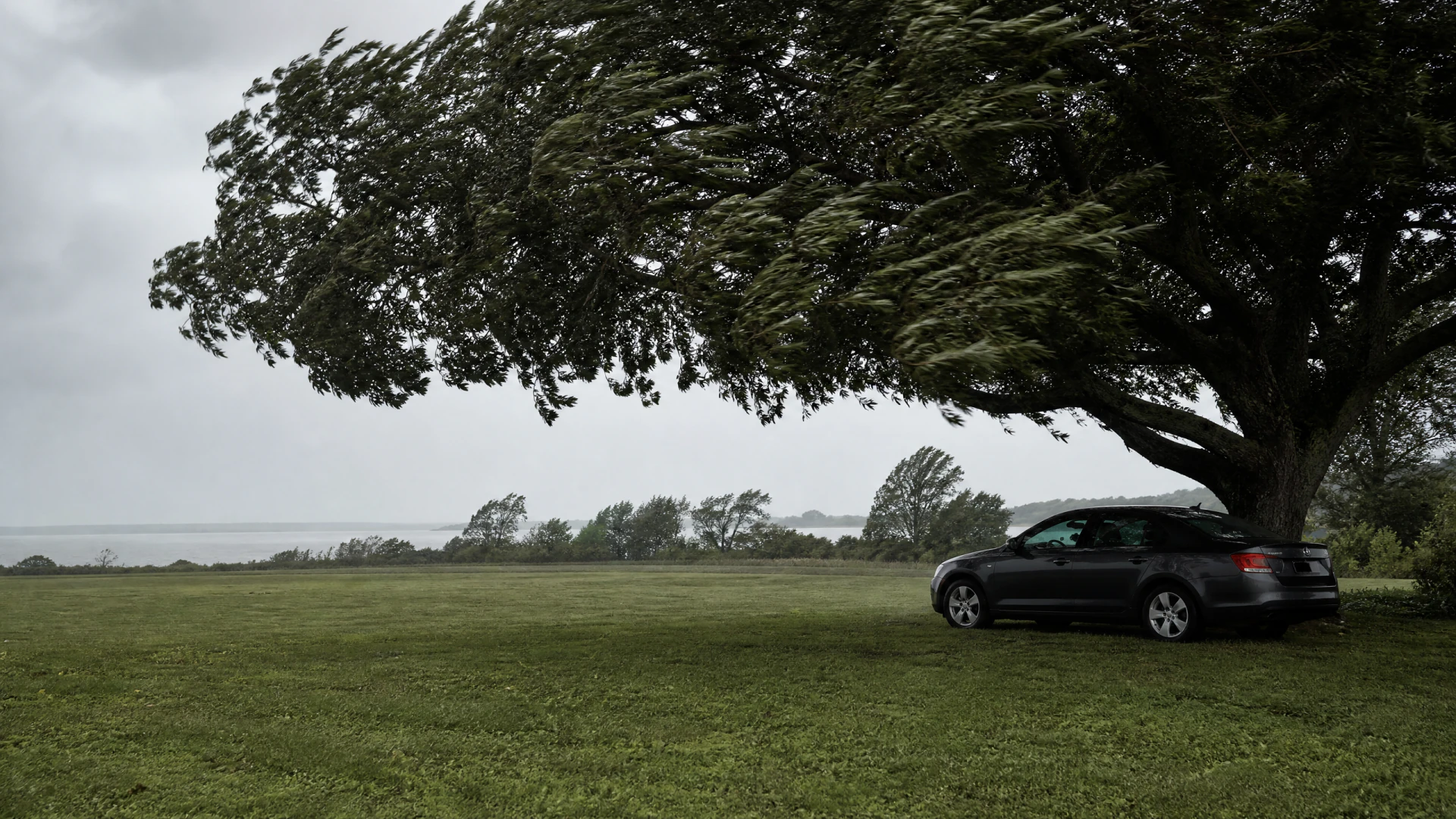 A dark sedan parked under a wind-bent tree on a green field during stormy weather, with a grey sky and a body of water in the distance.