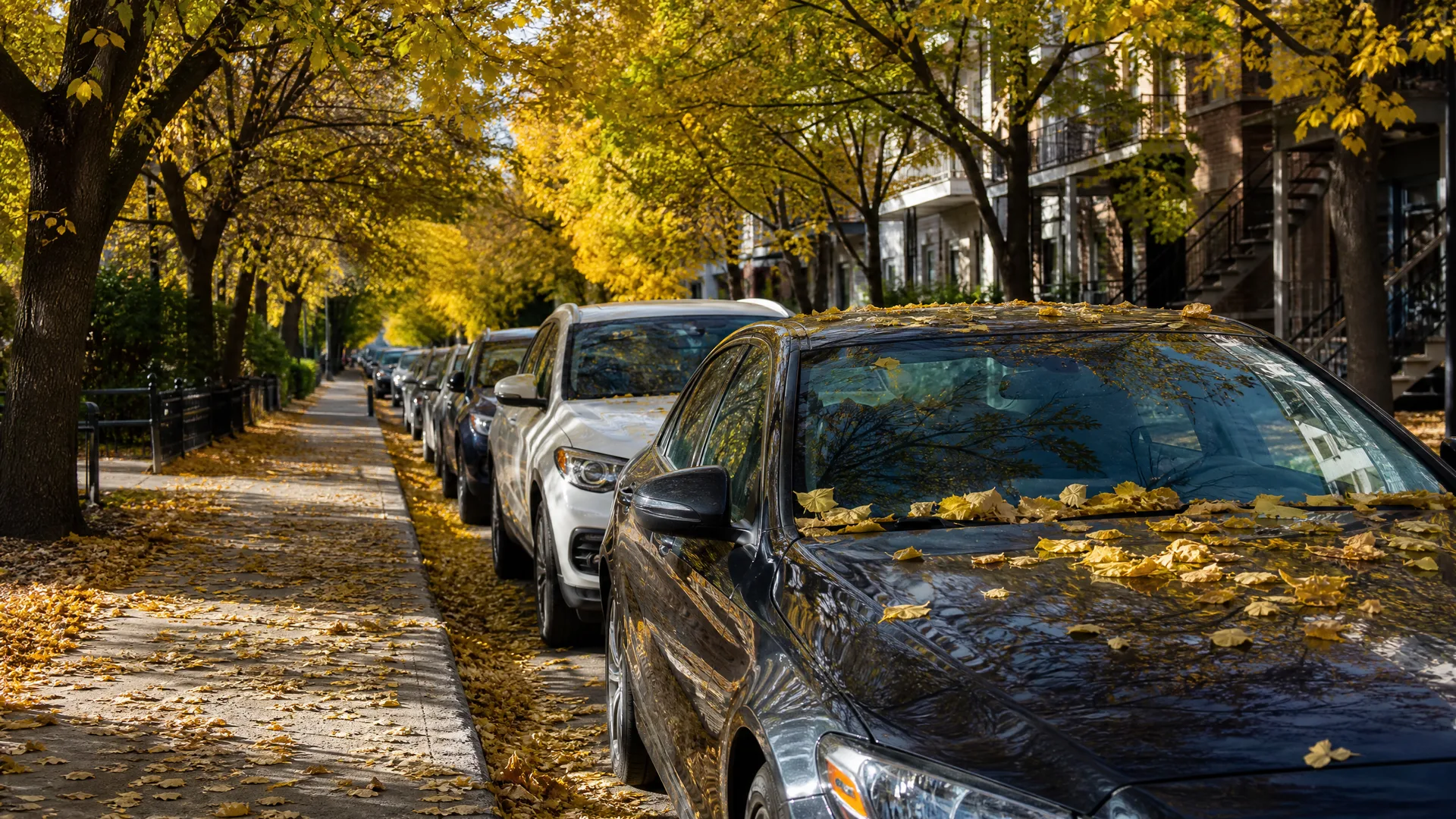 Cars parked along a residential street lined with yellow-leaved trees, with fallen leaves covering the sidewalk and car hoods.