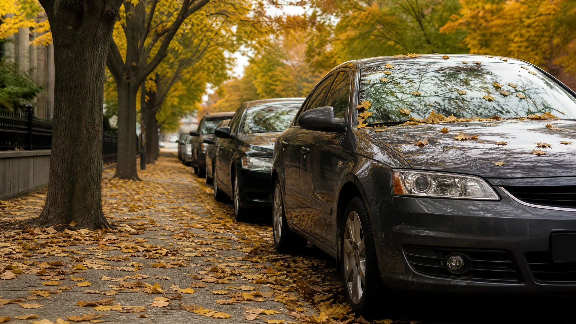A row of cars parked along a tree-lined street, with fallen yellow leaves covering the sidewalk and the hood and windshield of the nearest dark gray sedan.