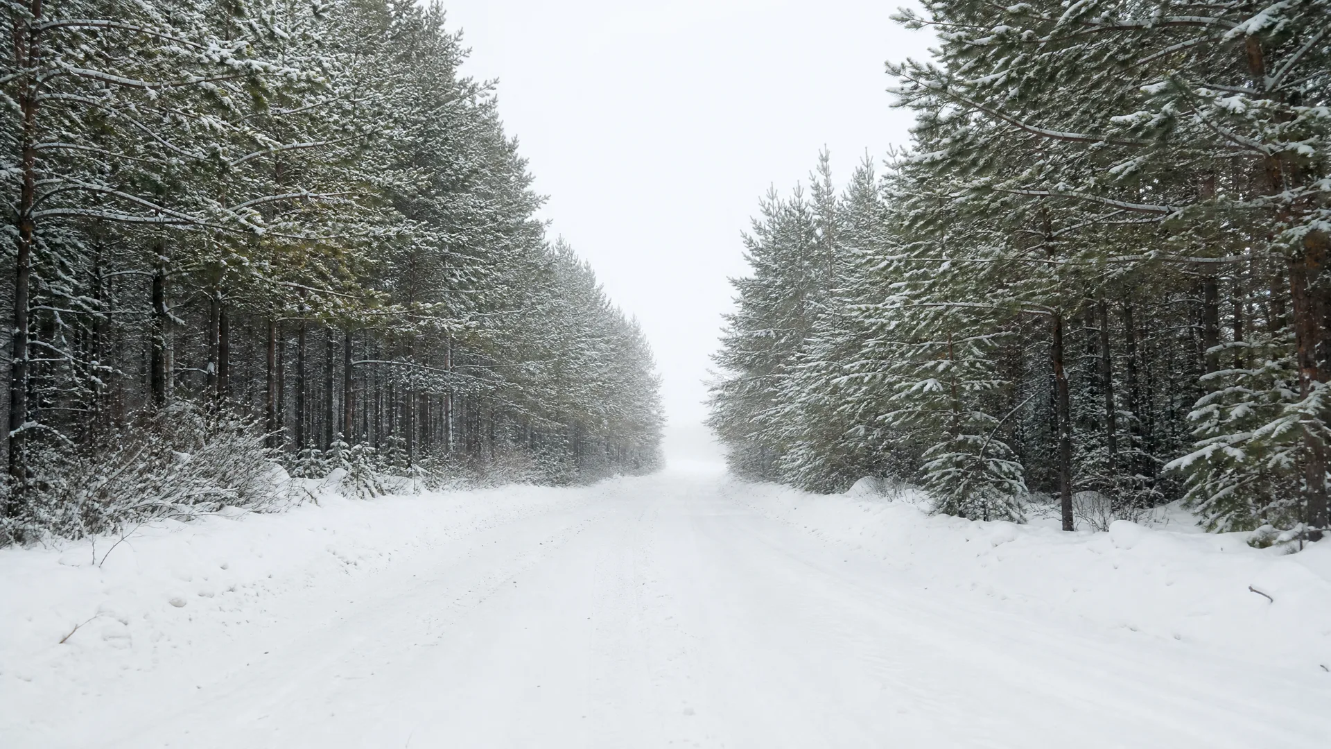 A snow-covered forest road with tire tracks running between rows of snow-laden pine trees under an overcast white sky.