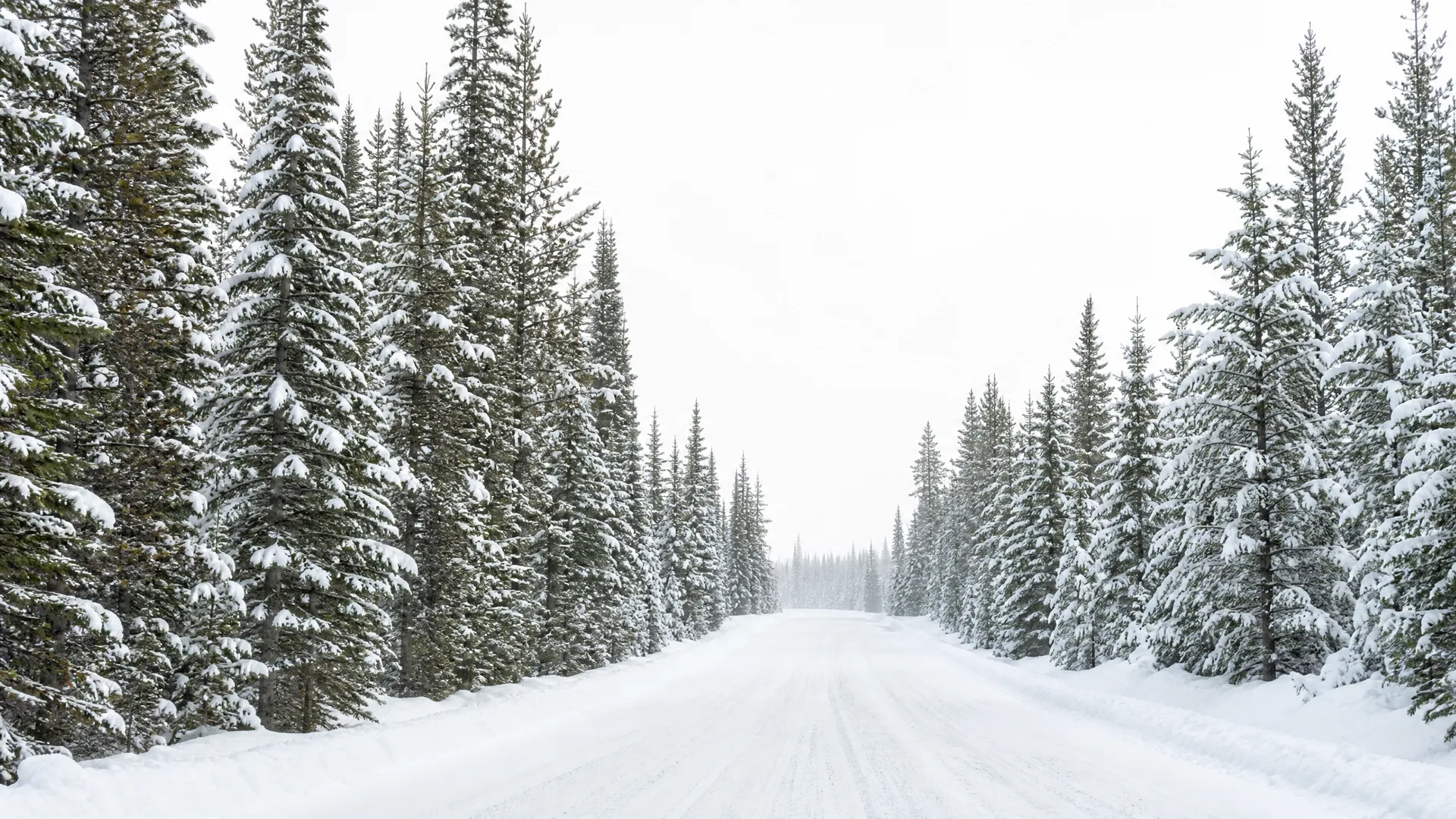 A snow-covered road running straight into the distance between rows of snow-laden spruce and fir trees under an overcast white sky.