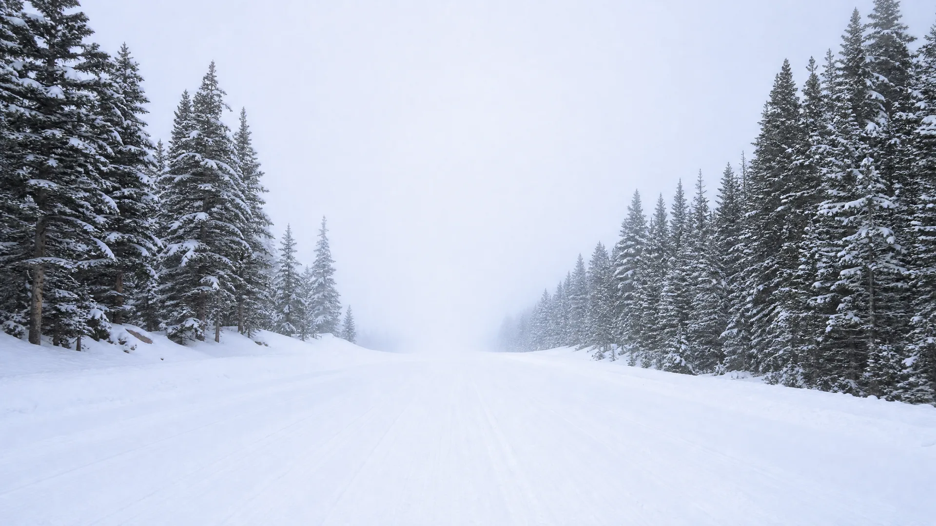A snow-covered road lined with snow-laden conifer trees disappears into fog under an overcast white sky.