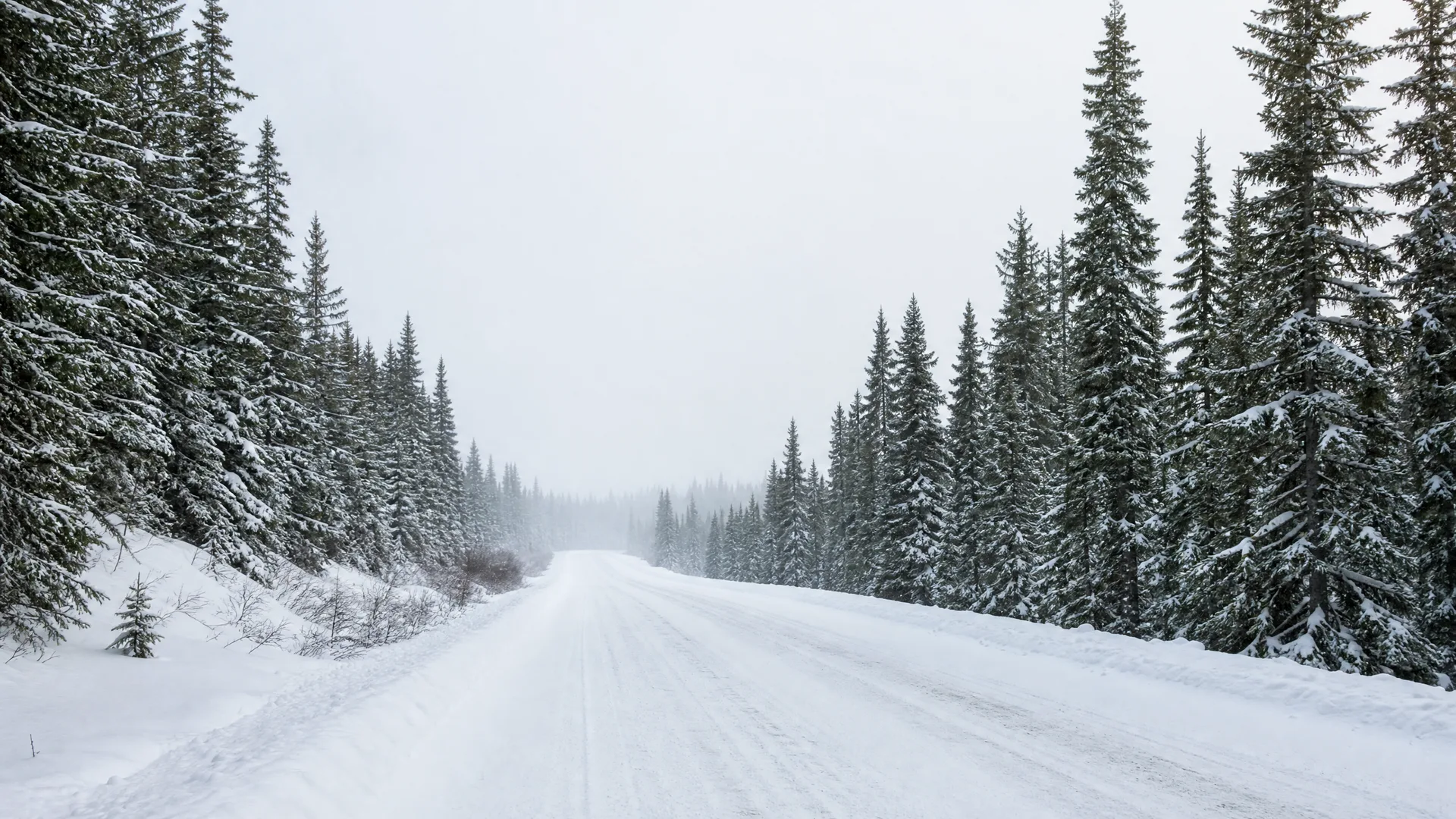 A snow-covered road runs straight into fog between rows of snow-laden spruce trees under an overcast white sky.