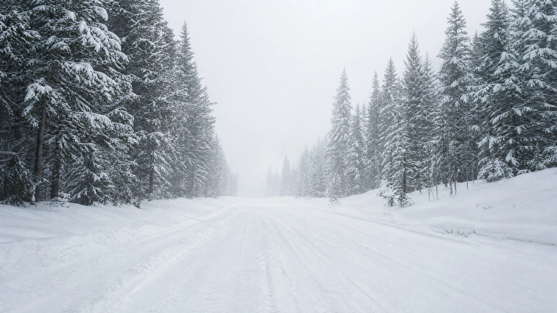A snow-covered road with faint tire tracks runs between rows of snow-laden conifer trees under a pale overcast sky.