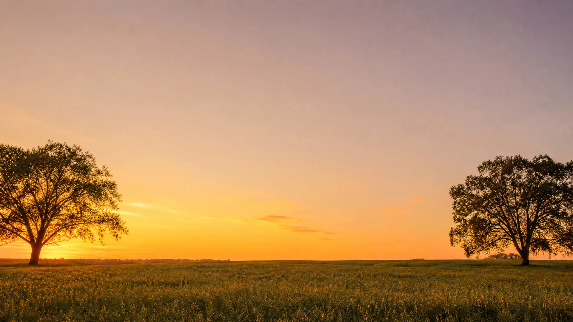 A flat grassy field with two broad silhouetted trees on either side under an orange and purple sky at sunset.