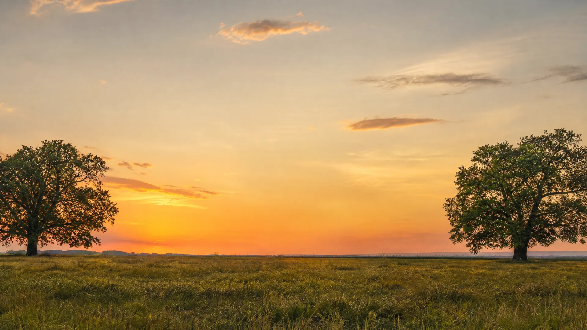 Two large broadleaf trees stand at opposite edges of a flat grassy field under an orange and pale blue sky at sunset, with thin clouds overhead and a low distant horizon.