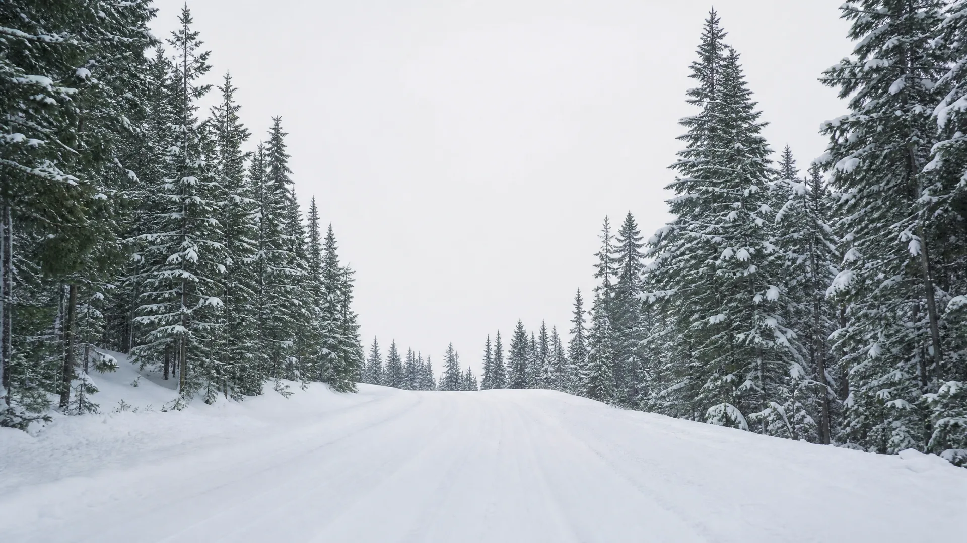 A snow-covered road with faint tire tracks runs between dense snow-laden spruce trees under an overcast white sky.