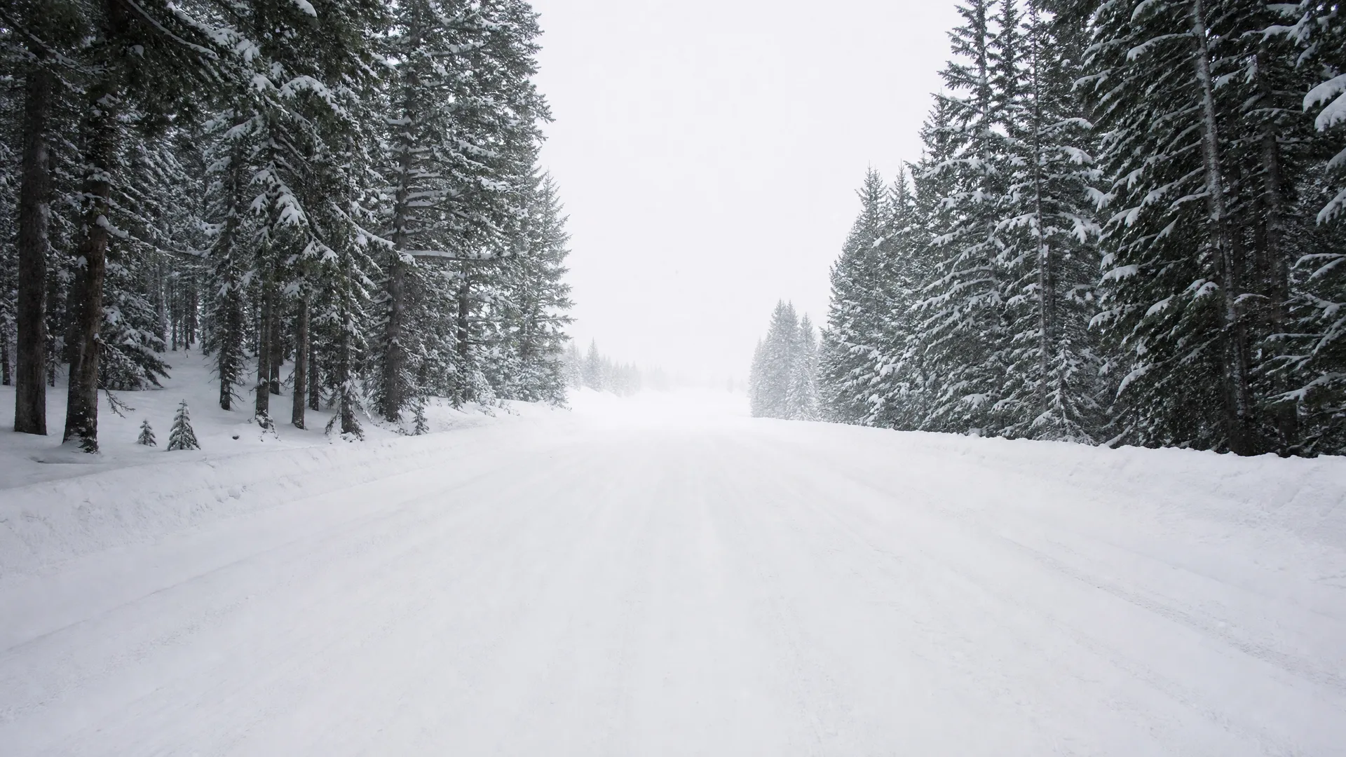A snow-covered road with faint tire tracks runs between rows of snow-laden conifer trees under a pale overcast sky.