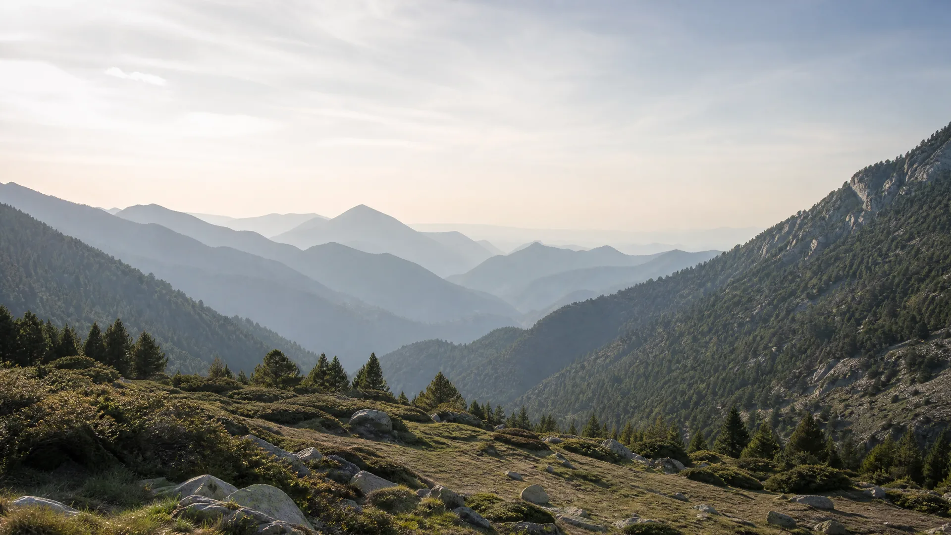 A hazy mountain valley seen from a grassy, rock-strewn slope in the foreground, with conifer trees and forested ridges receding into pale light.