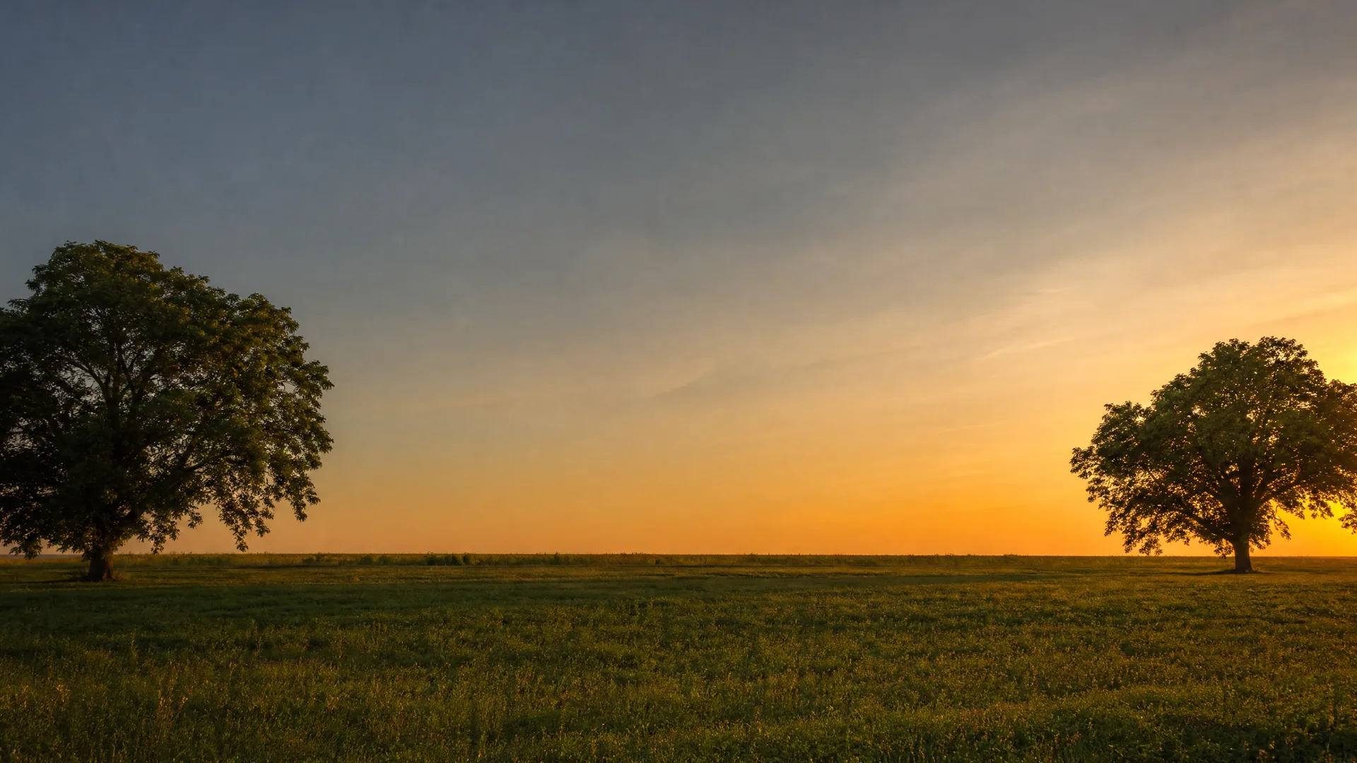 Two broad-crowned trees stand at opposite edges of a flat grassy field under a clear sky glowing orange near the horizon at sunset.