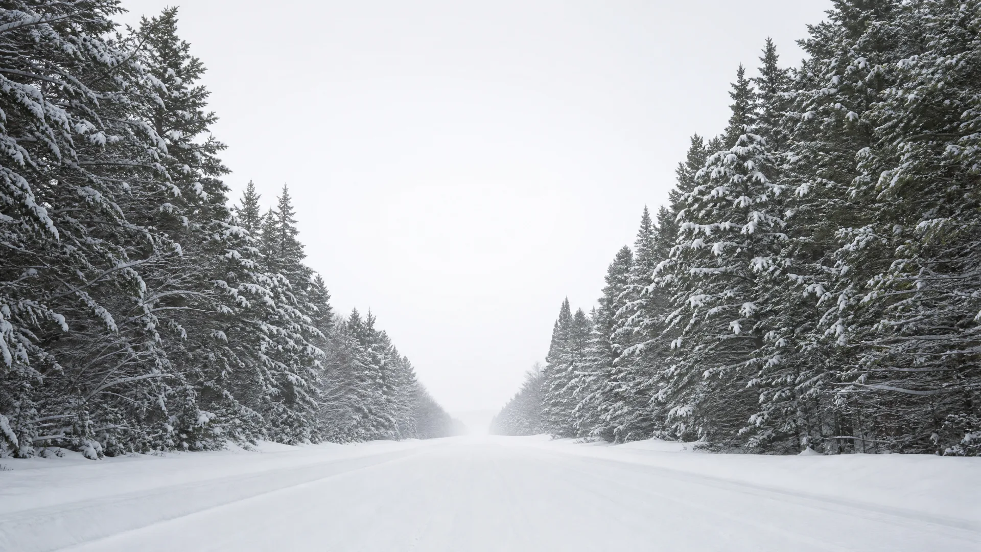 A snow-covered straight road lined on both sides by tall snow-laden conifer trees under an overcast white sky.