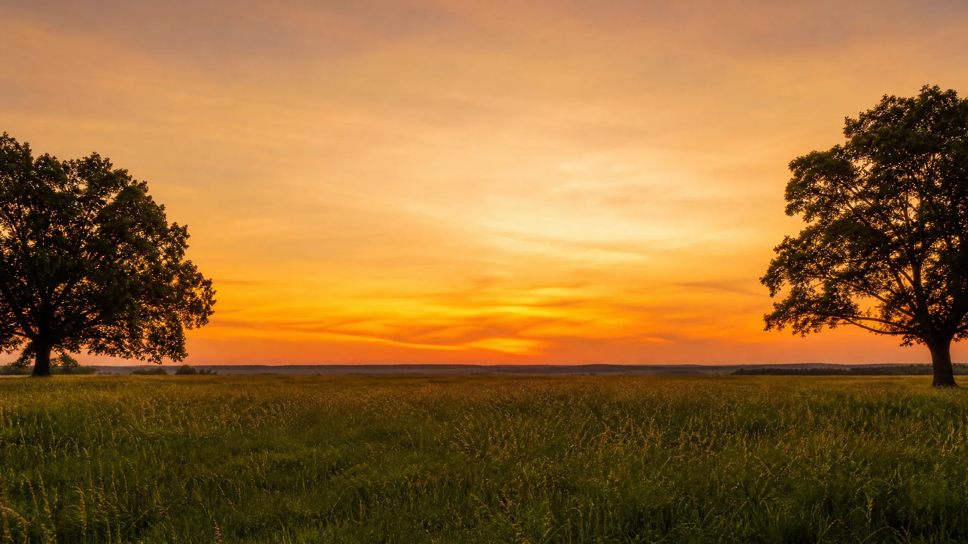A grassy meadow with two large silhouetted broadleaf trees at the left and right edges under an orange sunset sky with thin clouds and a flat distant horizon.