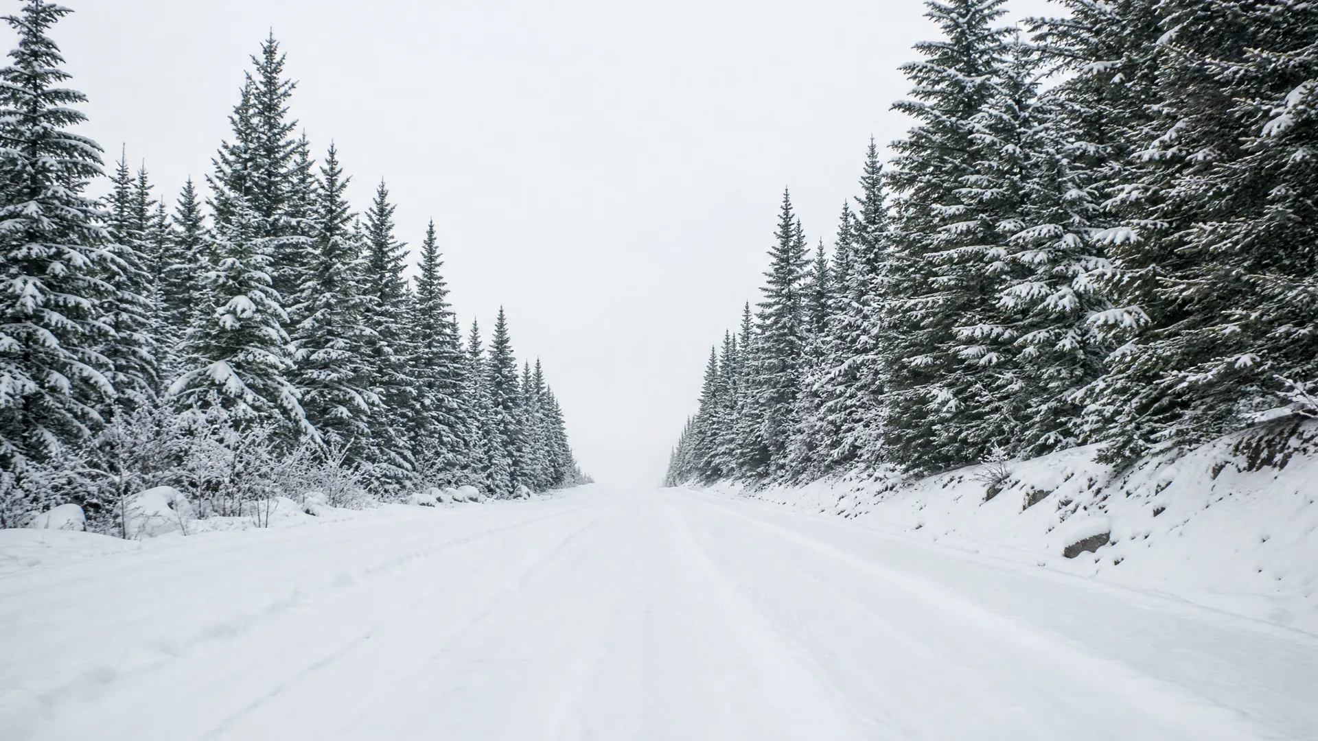 A snow-covered road with faint tire tracks runs straight toward a pale horizon between rows of snow-laden spruce trees under an overcast white sky.
