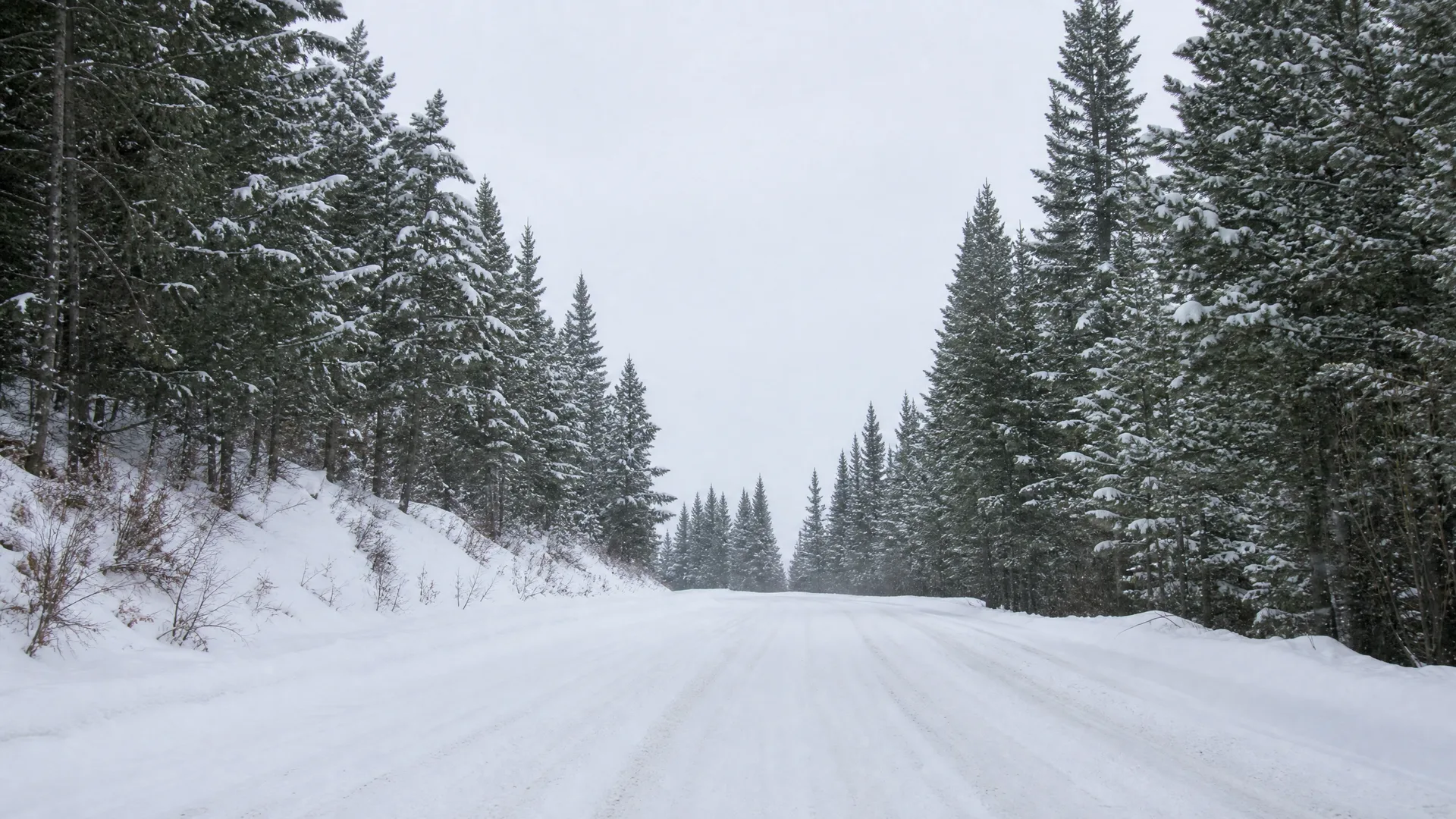 A snow-covered road running between dense stands of snow-dusted conifers under an overcast white sky.