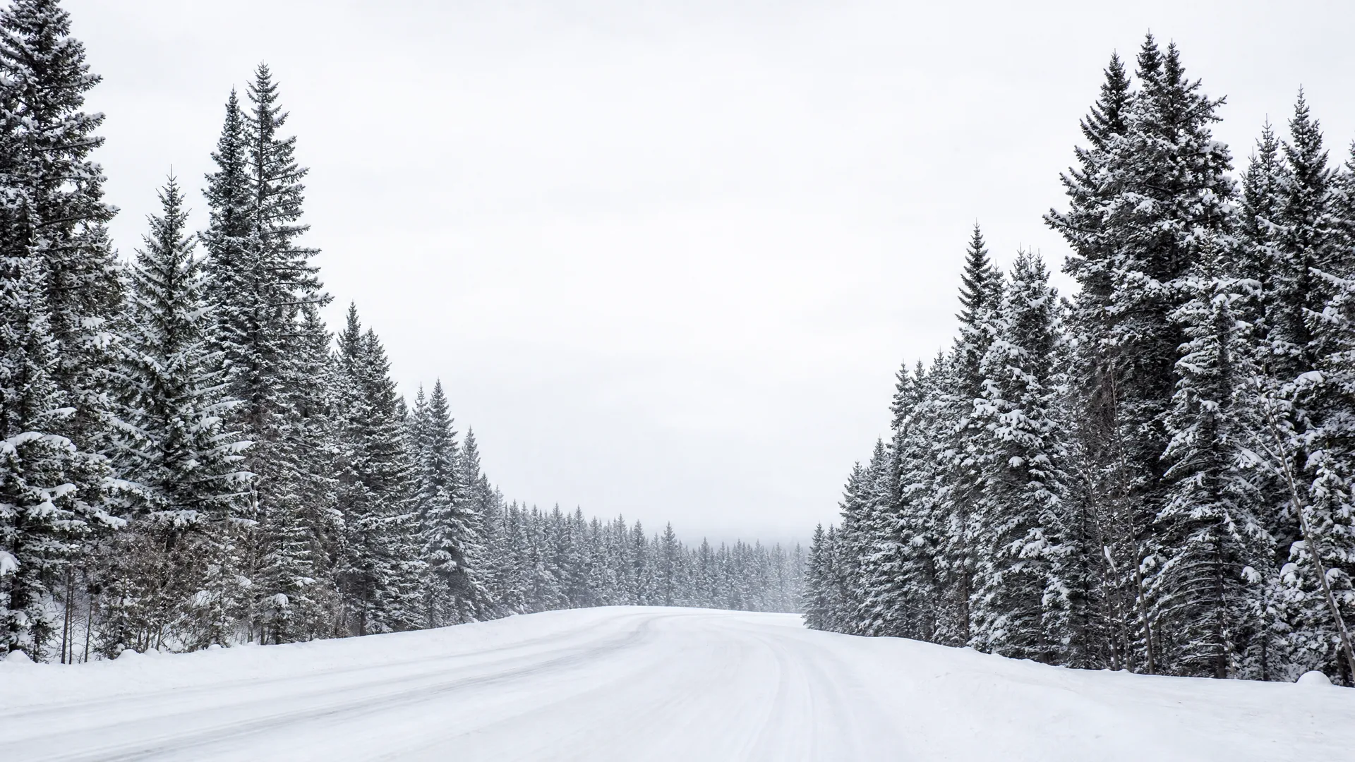 A snow-covered road curves between dense stands of snow-laden spruce trees under an overcast white sky.