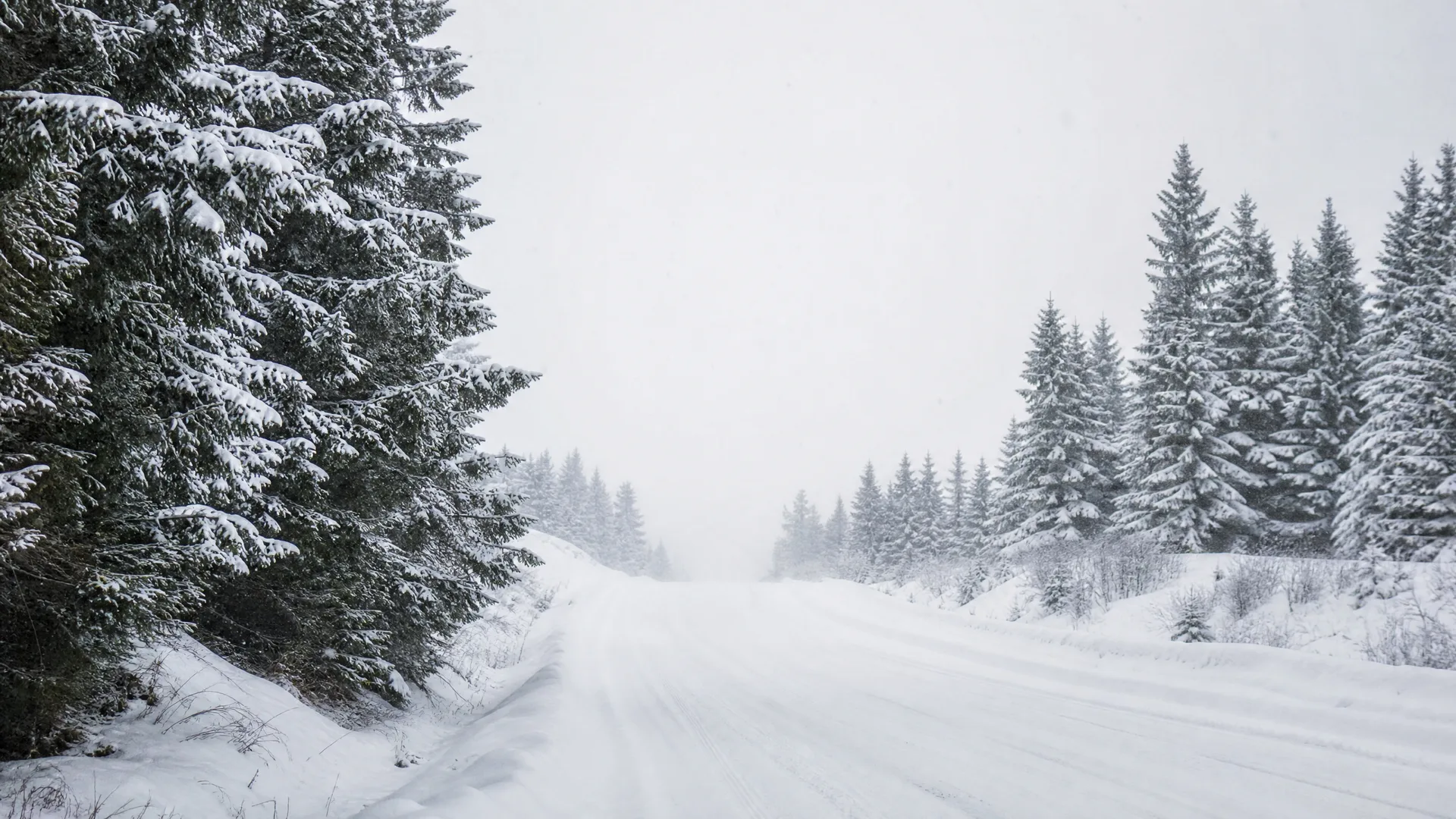 A snow-covered road curving between snow-laden spruce trees under an overcast, hazy sky.