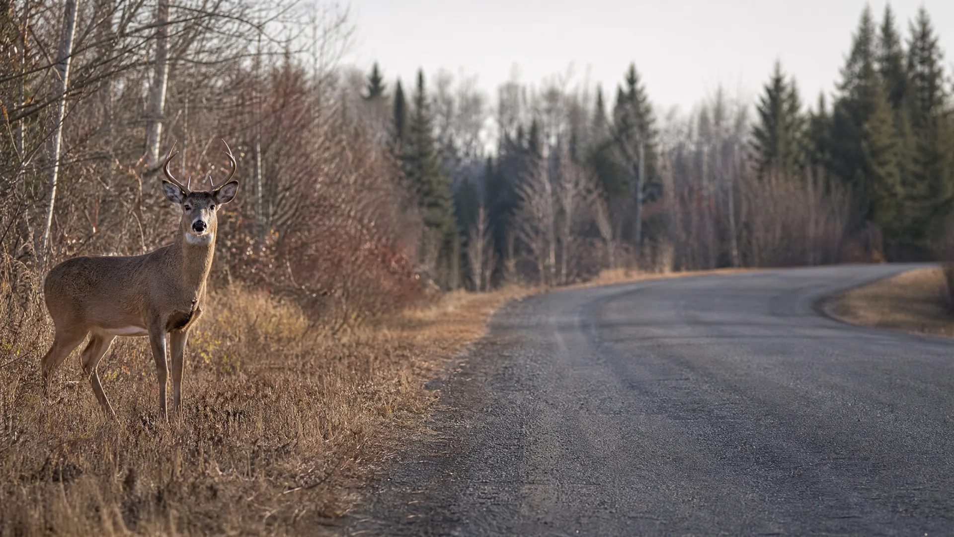 A buck with antlers stands in dry grass at the edge of a curving paved road bordered by bare deciduous trees and conifers.