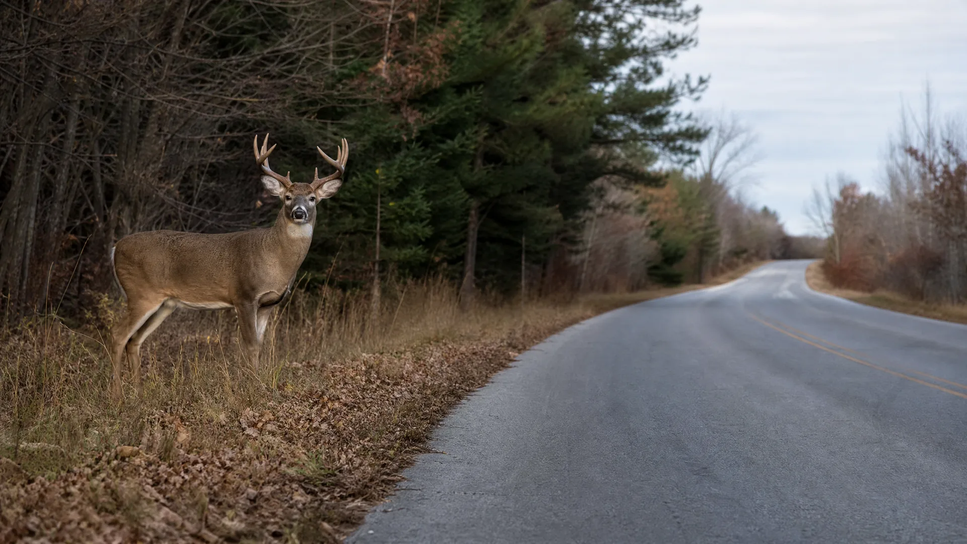 An antlered deer stands in dry grass at the edge of a two-lane paved road bordered by conifers and bare deciduous trees under an overcast sky.