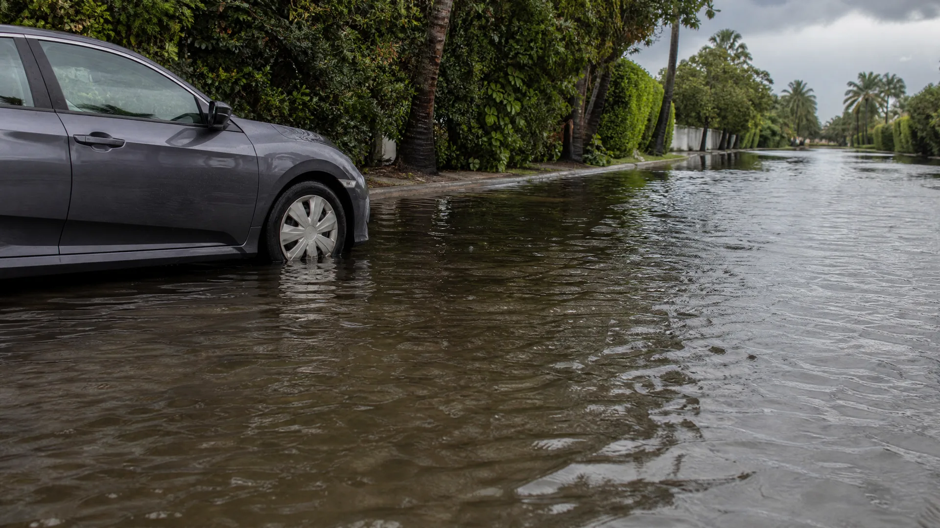 A gray sedan parked at the curb with its wheels partly submerged in a flooded street lined with hedges and palm trees under an overcast sky.