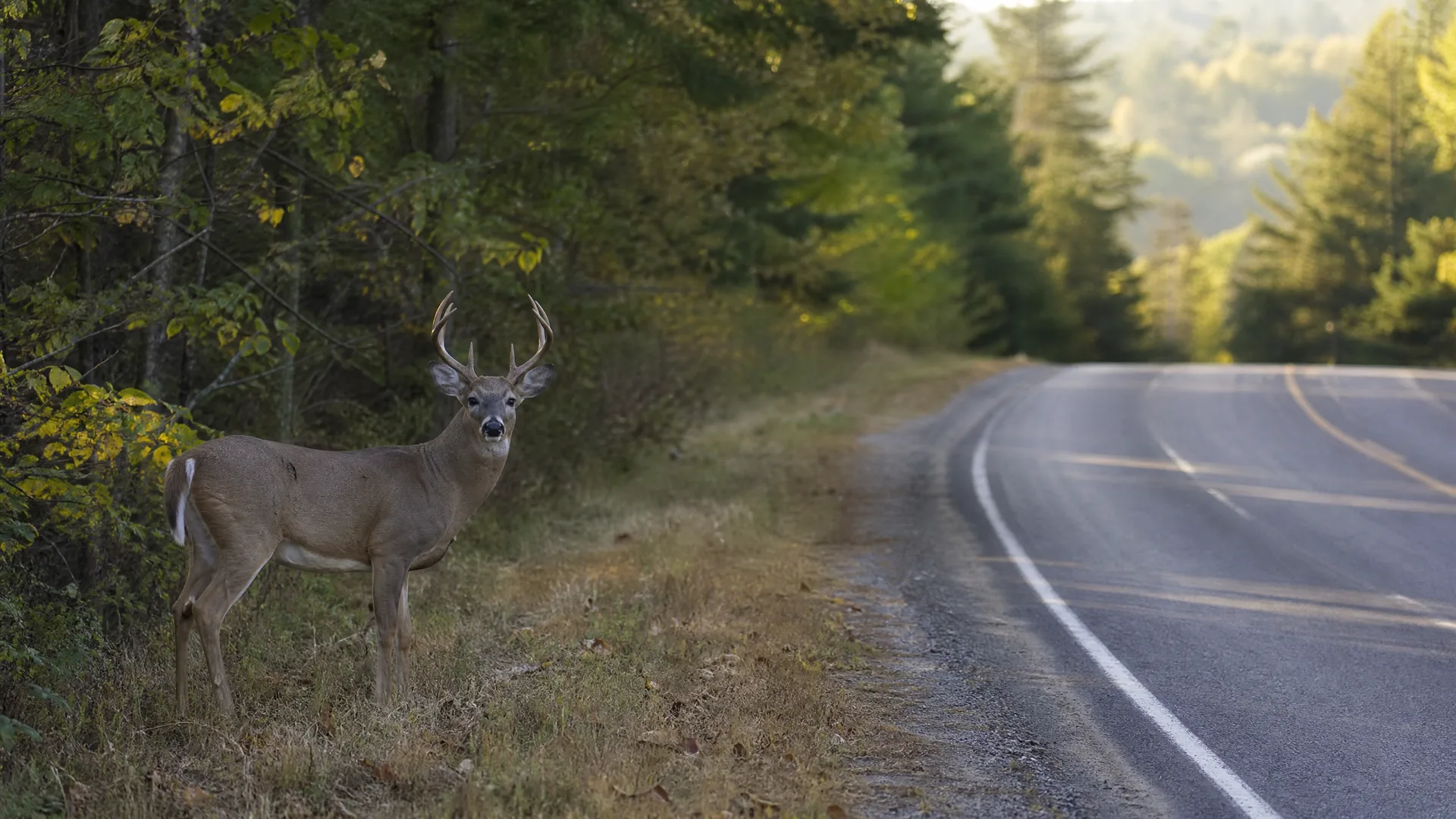 A antlered deer stands on a grassy roadside verge beside a curving paved road, with dense trees behind it.