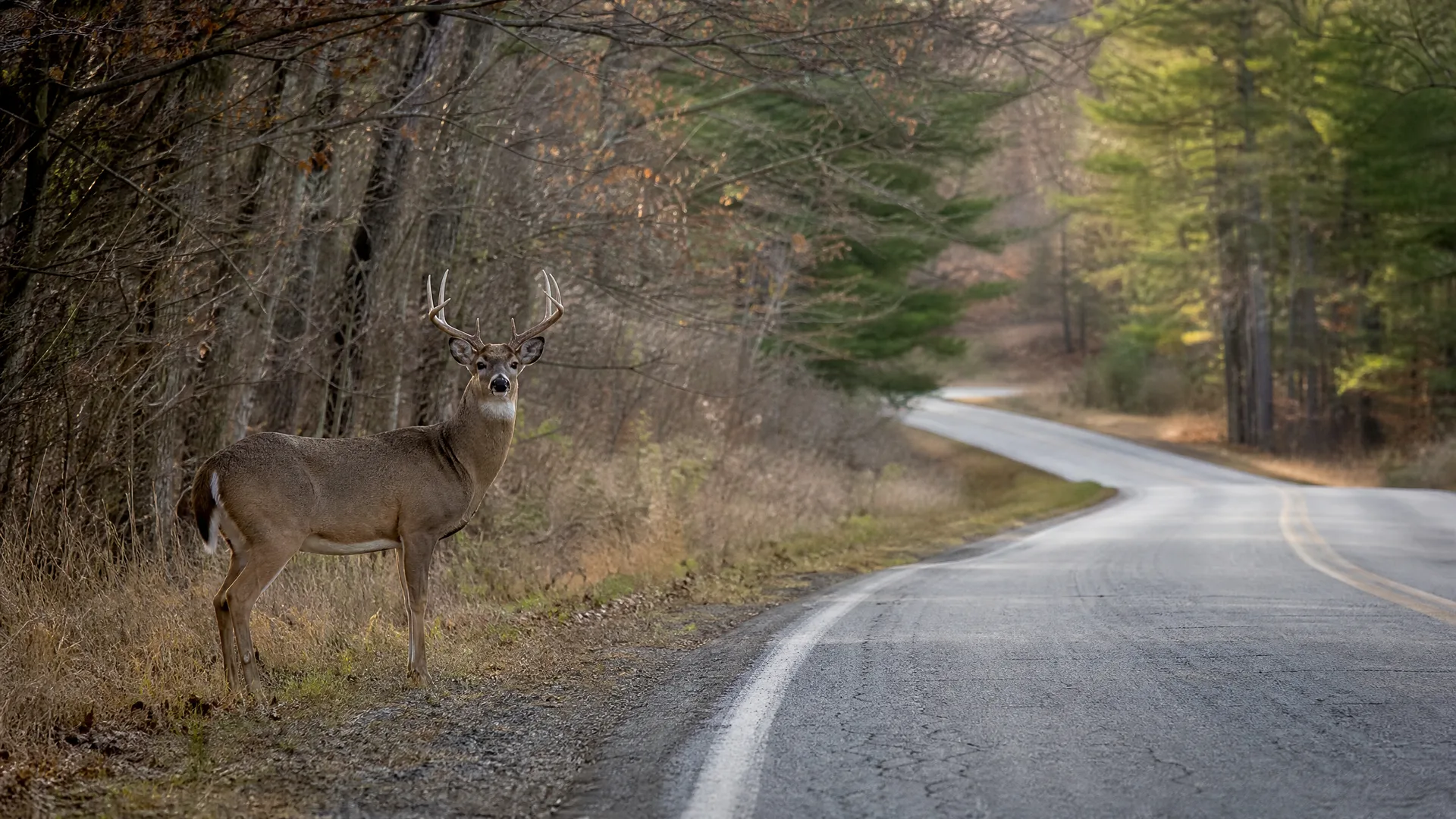 A white-tailed buck with antlers stands on the grassy shoulder of a curving paved two-lane road bordered by bare and evergreen trees.