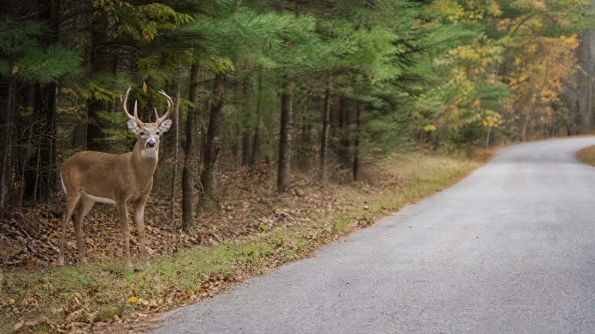 A white-tailed buck with antlers stands on the grassy edge of a paved road beside pine and mixed woodland with some yellowing leaves.