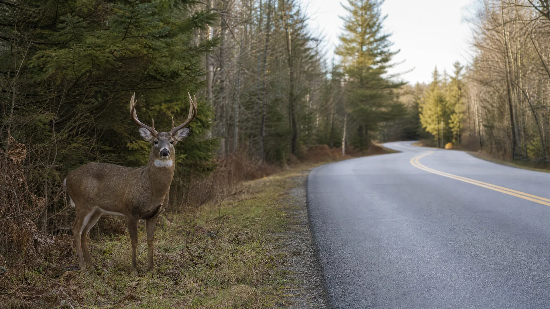 An antlered deer stands on the grassy shoulder of a curving two-lane paved road with a yellow center line, bordered by conifers and bare trees.