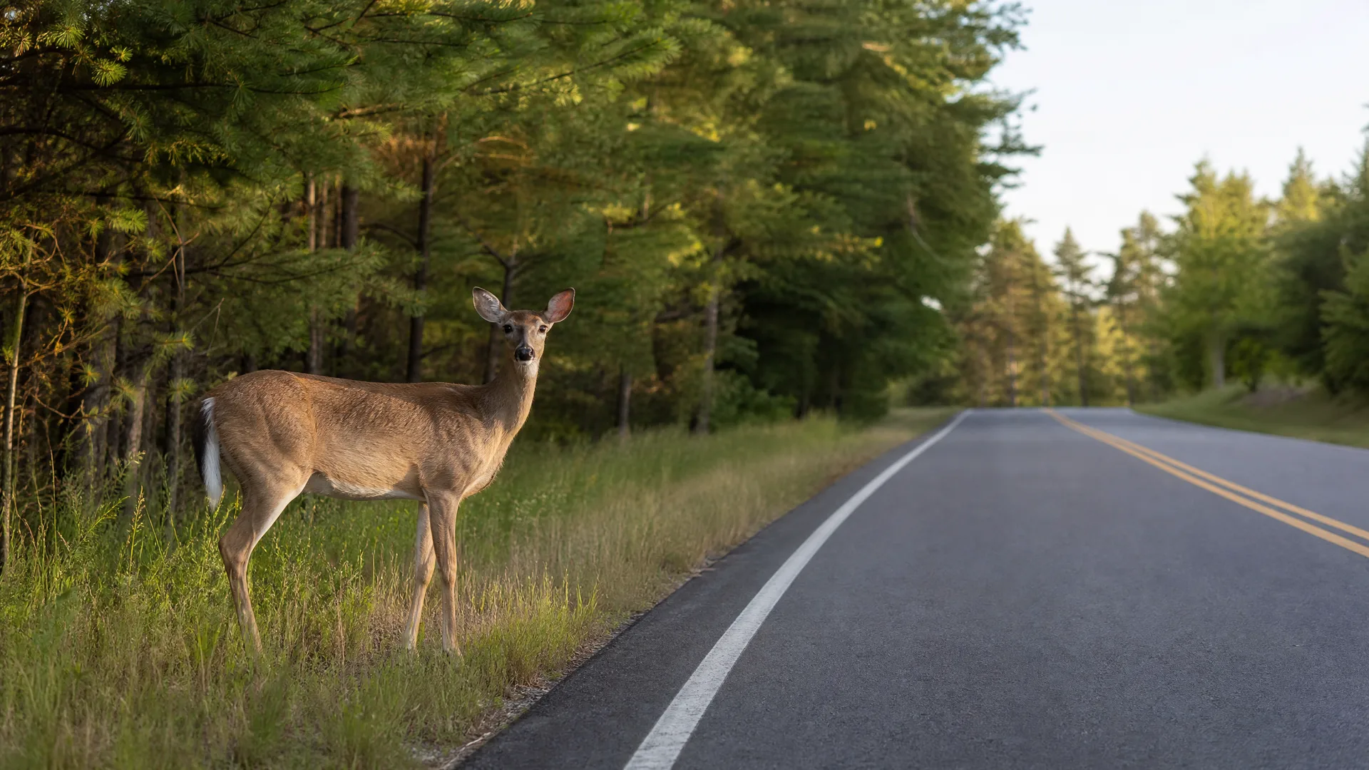 A deer stands in grass at the edge of a two-lane paved road with a white edge line and double yellow center lines, with conifer trees behind it.