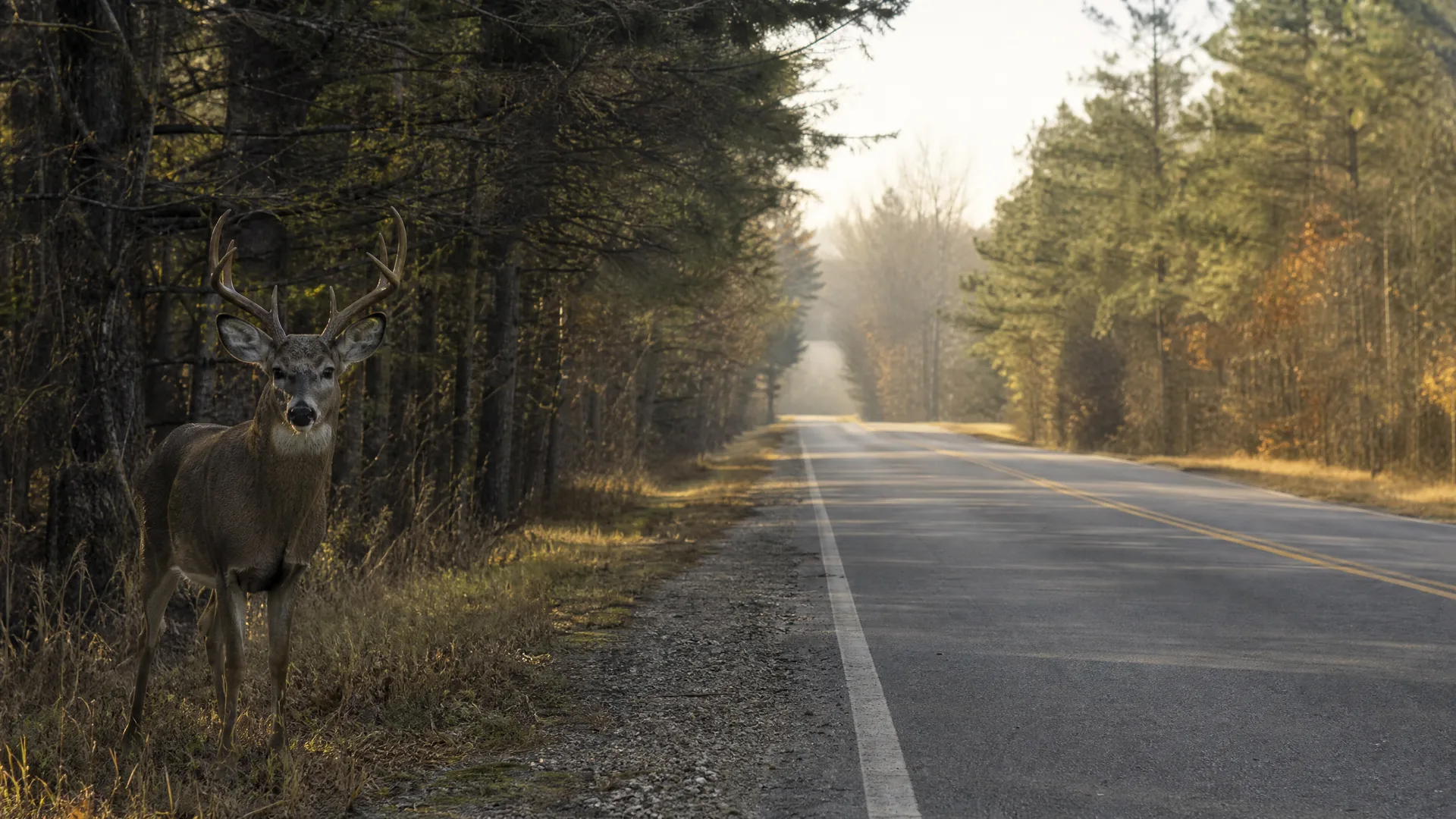 An antlered deer stands on the grassy shoulder beside a two-lane paved road lined with conifers and autumn-toned trees.
