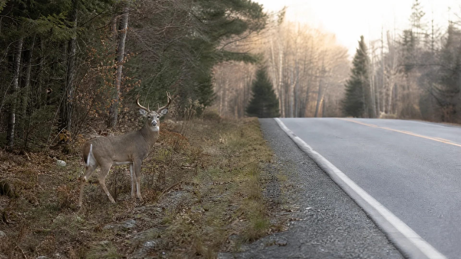 A white-tailed deer with antlers stands on the grassy shoulder beside a paved two-lane road bordered by conifer and bare deciduous trees.