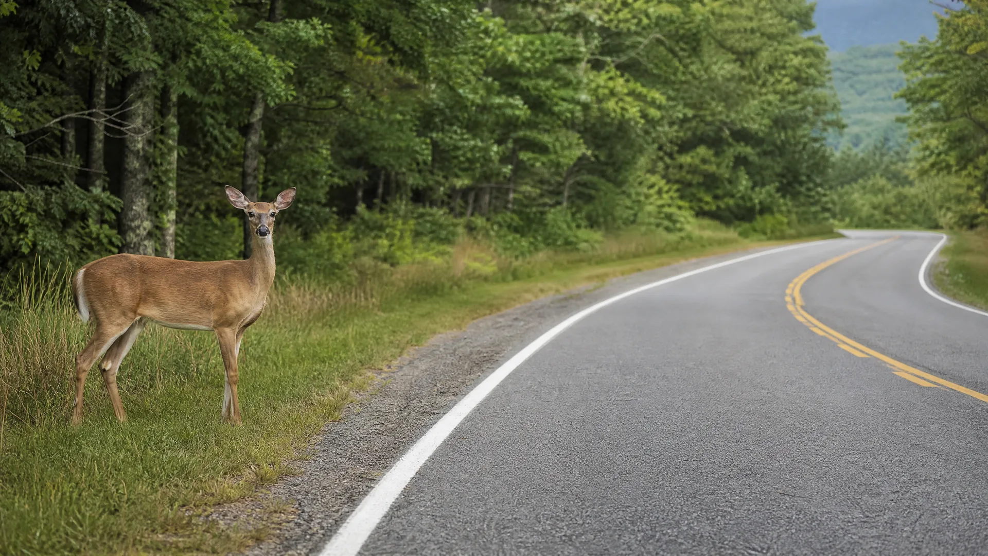 A deer stands on a grassy verge beside a curving two-lane road with a yellow center line, bordered by dense green trees and distant hills.