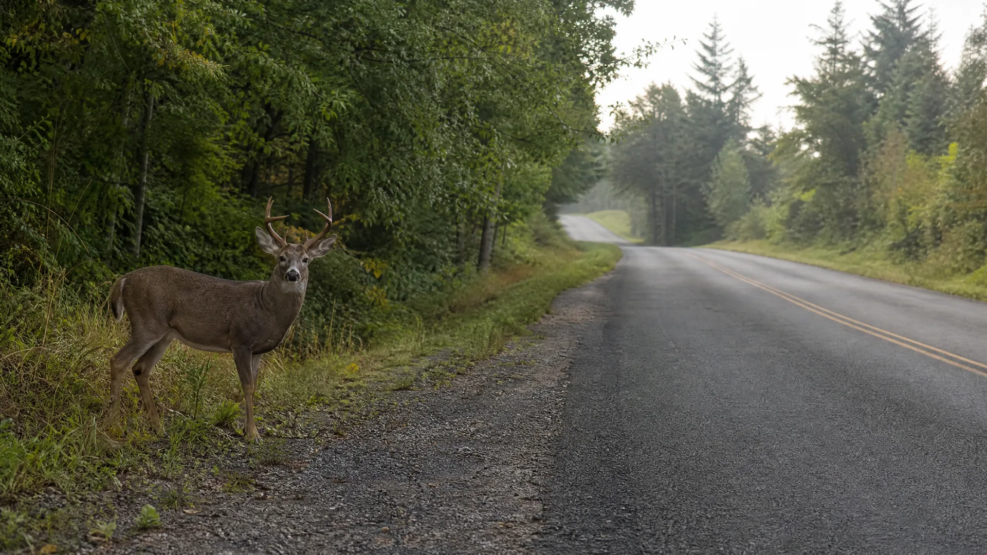 A antlered deer stands on the gravel shoulder beside a two-lane paved road bordered by dense green trees.