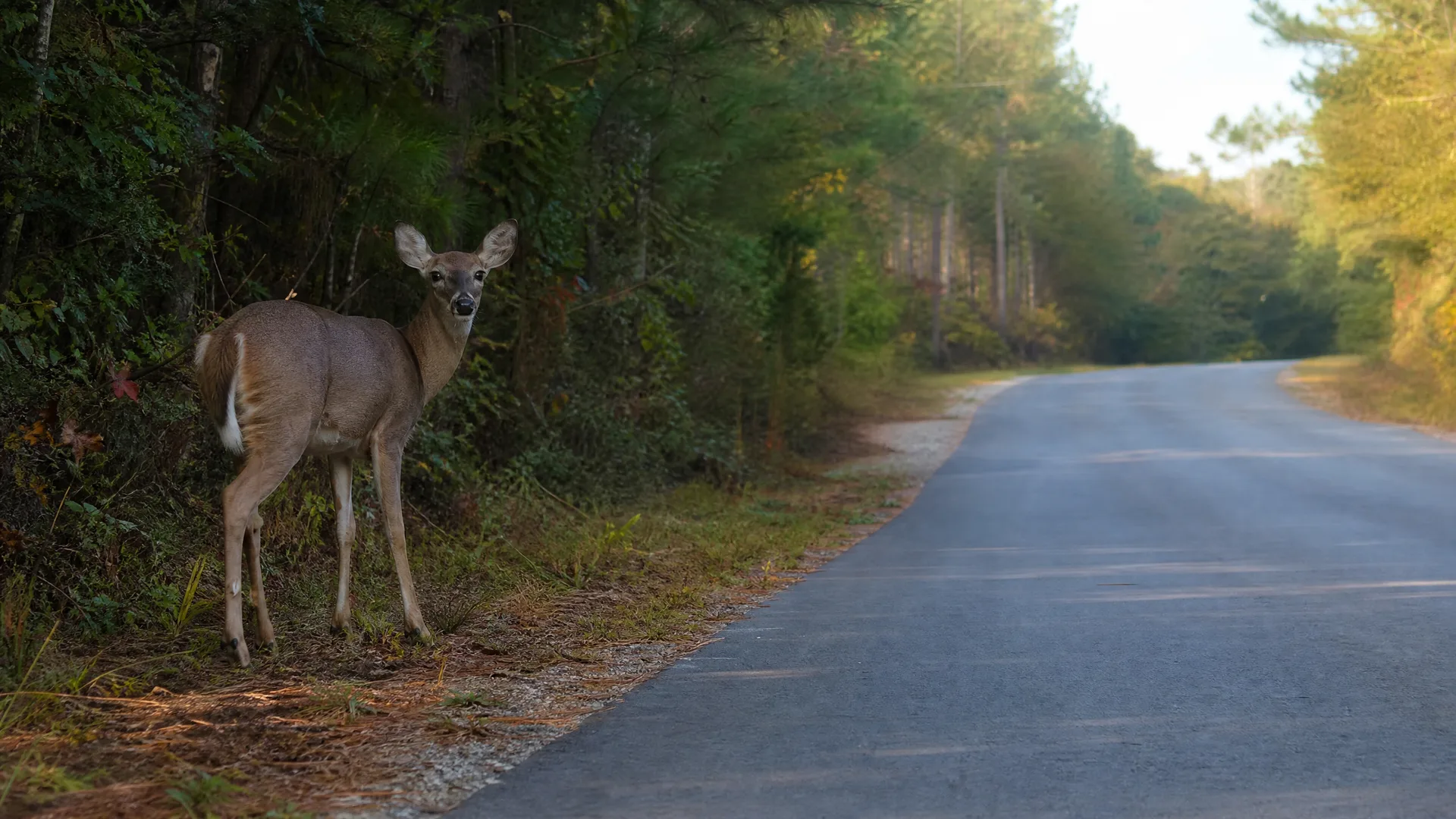 A deer stands on the grassy shoulder of a paved two-lane road, facing the camera, with dense green trees and shrubs along the roadside.