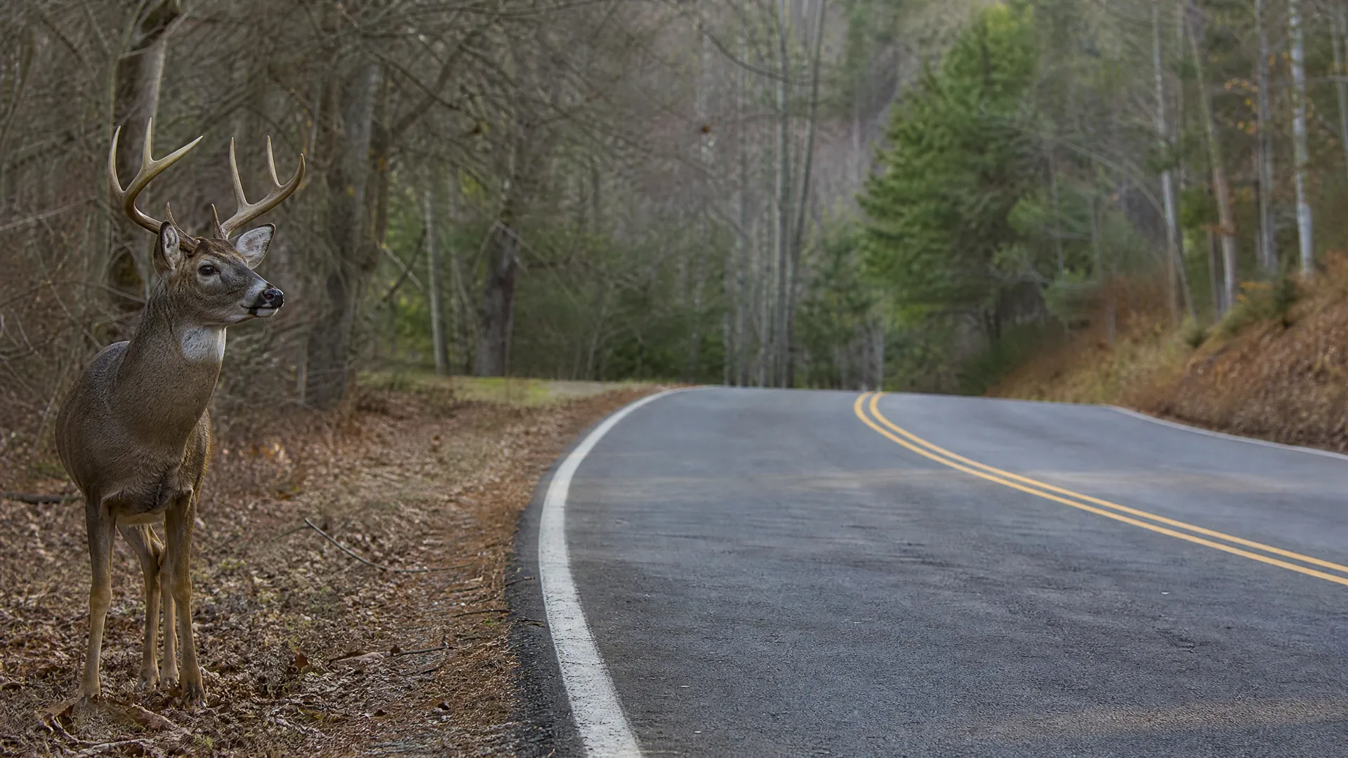 A buck with antlers stands on the leaf-covered shoulder beside a curving two-lane asphalt road with a double yellow center line, bordered by bare and evergreen trees.