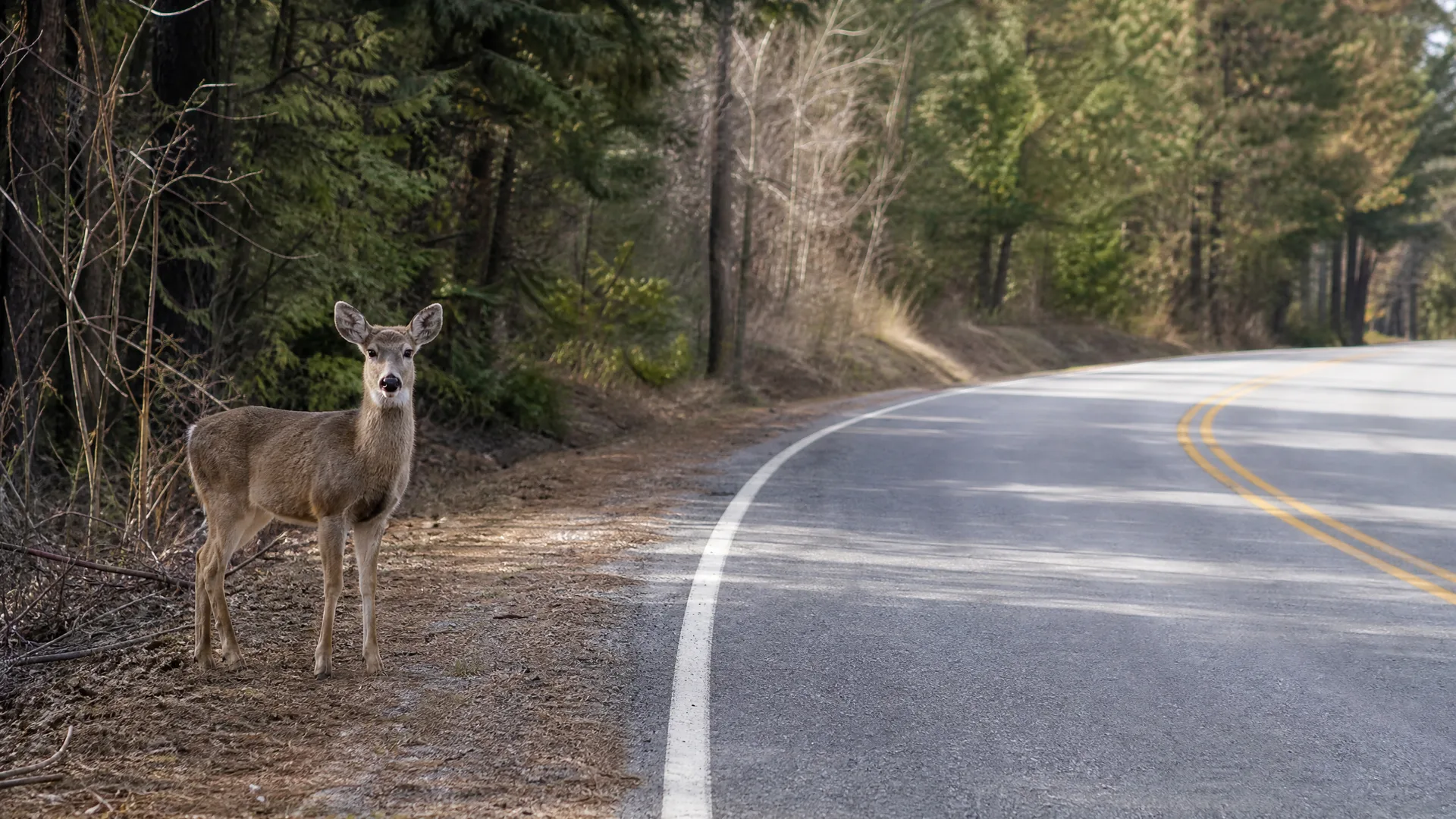 A deer stands on the dirt shoulder of a curving two-lane paved road with a white edge line and double yellow center lines, with conifer forest behind it.