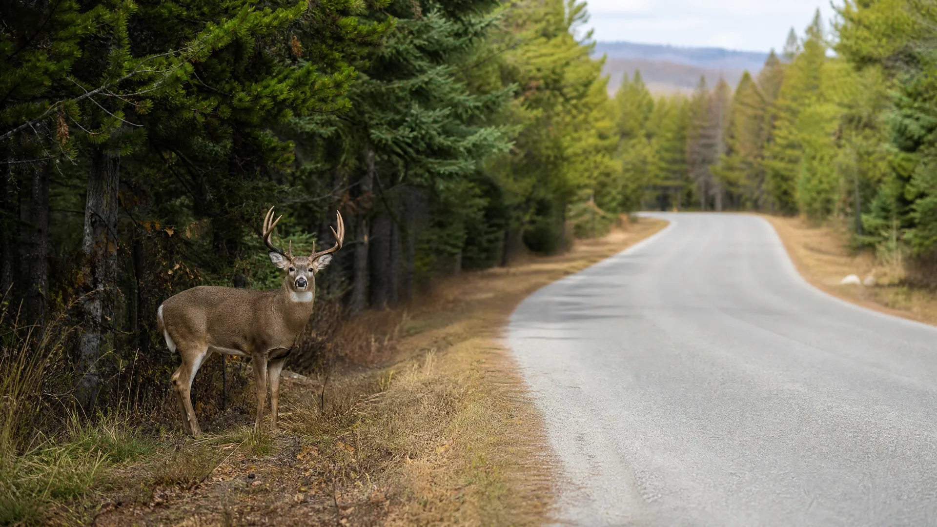 A antlered deer stands on the dry grass shoulder of a paved two-lane road bordered by conifer forest, with low hills in the distance.