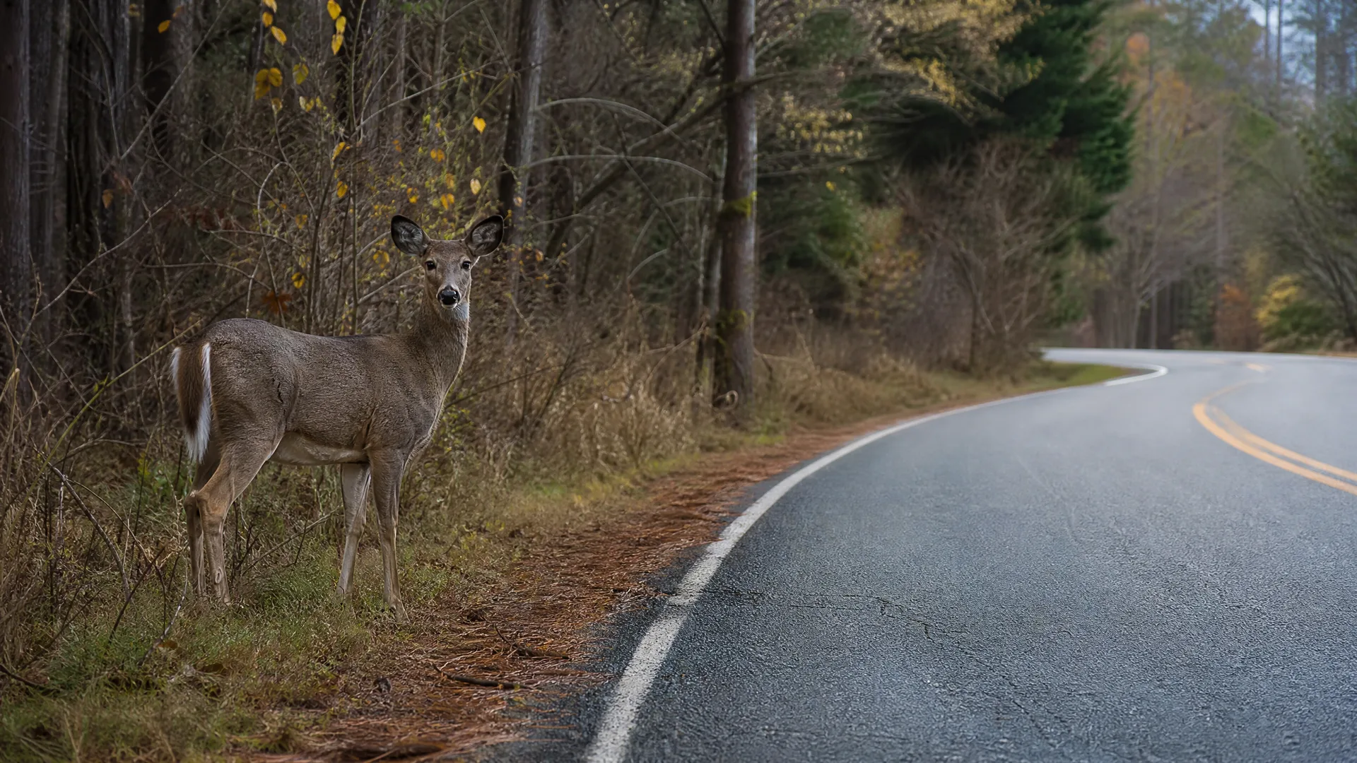 A deer stands on the grassy shoulder of a curving two-lane paved road beside bare trees and brush, facing the camera.