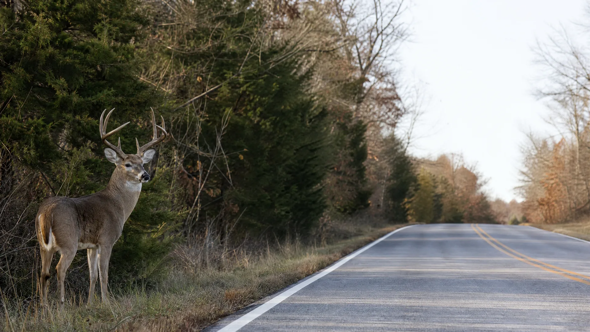 An antlered deer stands in grass at the wooded edge of a two-lane paved road with a yellow center line.