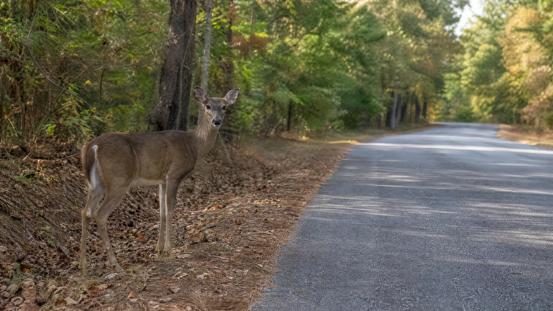 A deer stands on a leaf-covered roadside verge beside a paved two-lane road bordered by dense green and yellowing trees.