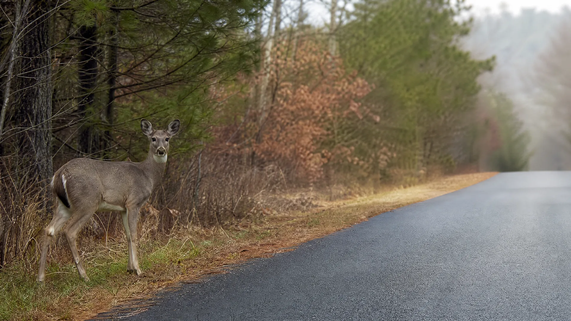 A white-tailed deer stands on the grassy shoulder of a paved road, facing the camera, with pine and bare deciduous trees in the misty background.
