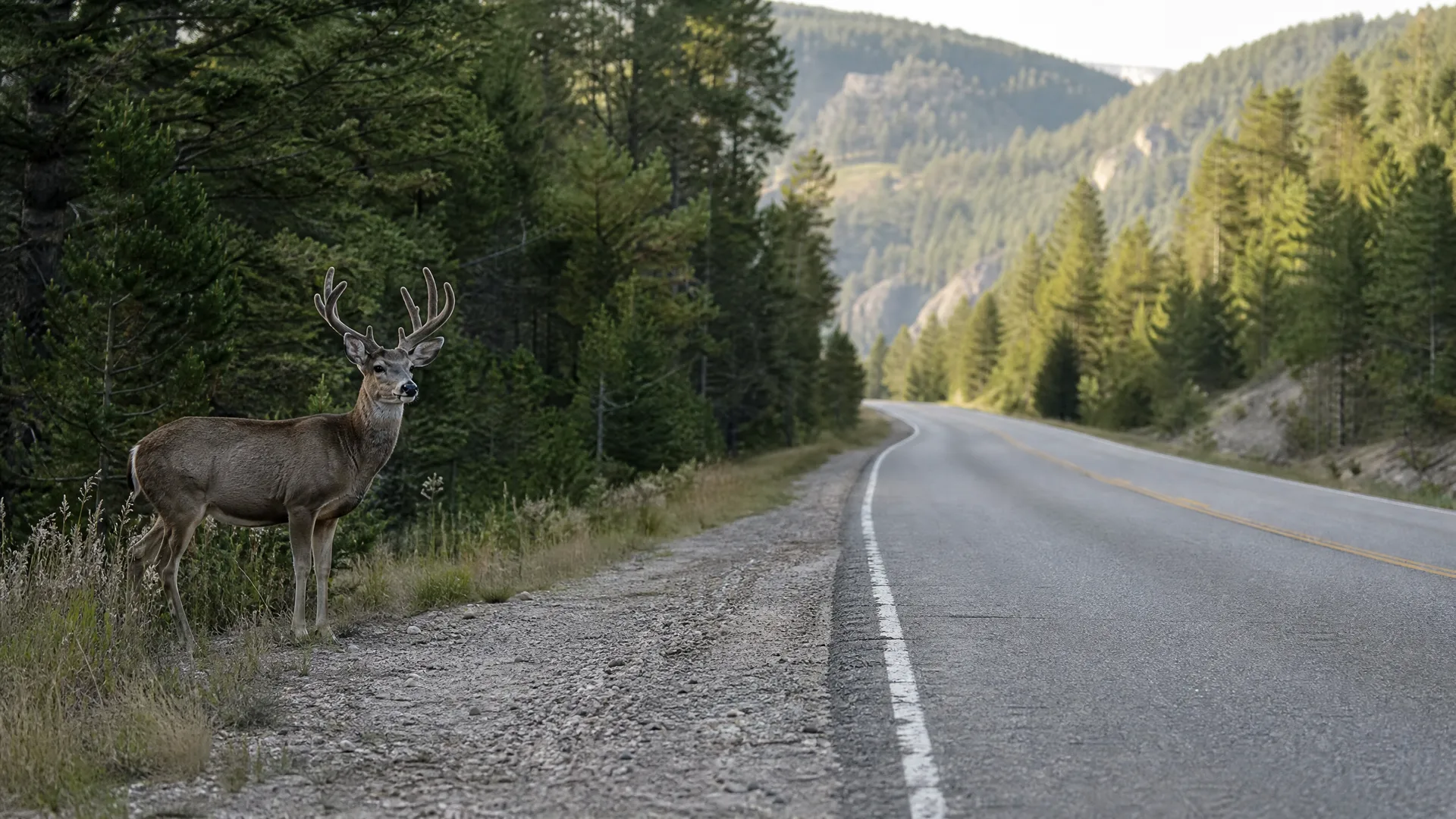 A buck with velvet antlers stands on the gravel shoulder of a two-lane paved road bordered by conifer forest and forested hills.