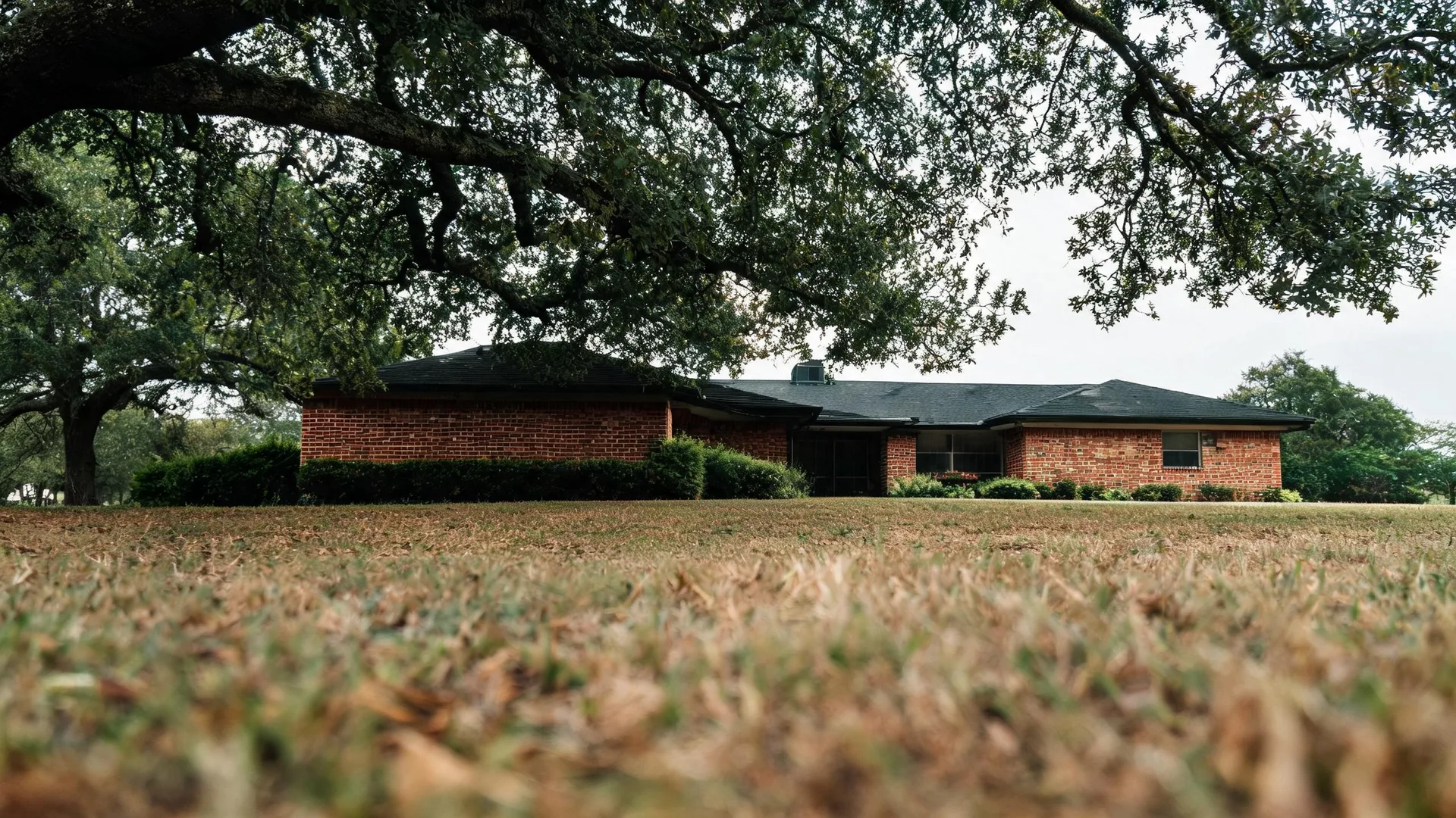 A single-story brick house with a dark shingled roof seen across a dry lawn, photographed from ground level with a large oak tree's branches overhanging from above.
