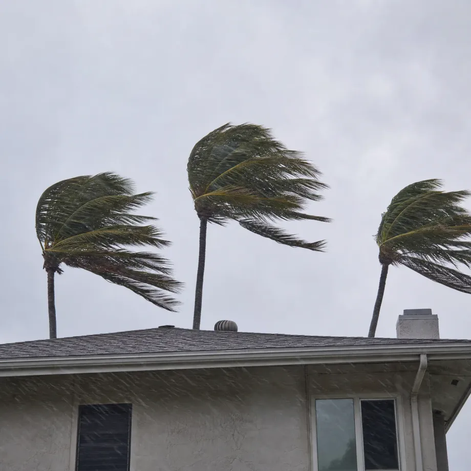 Three palm trees bending in strong wind under an overcast grey sky above the shingled roof and stucco upper wall of a house with a window and chimney.