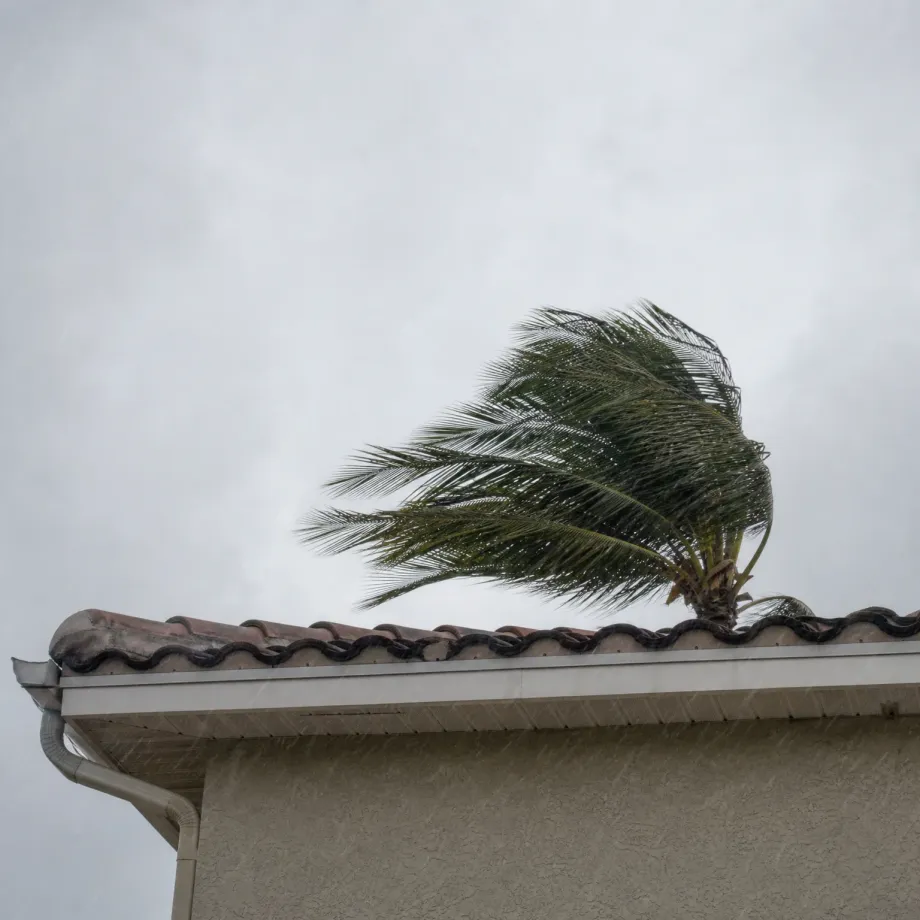 A palm tree with fronds blown to one side rises behind the barrel-tile roof edge and gutter of a stucco building under an overcast gray sky.