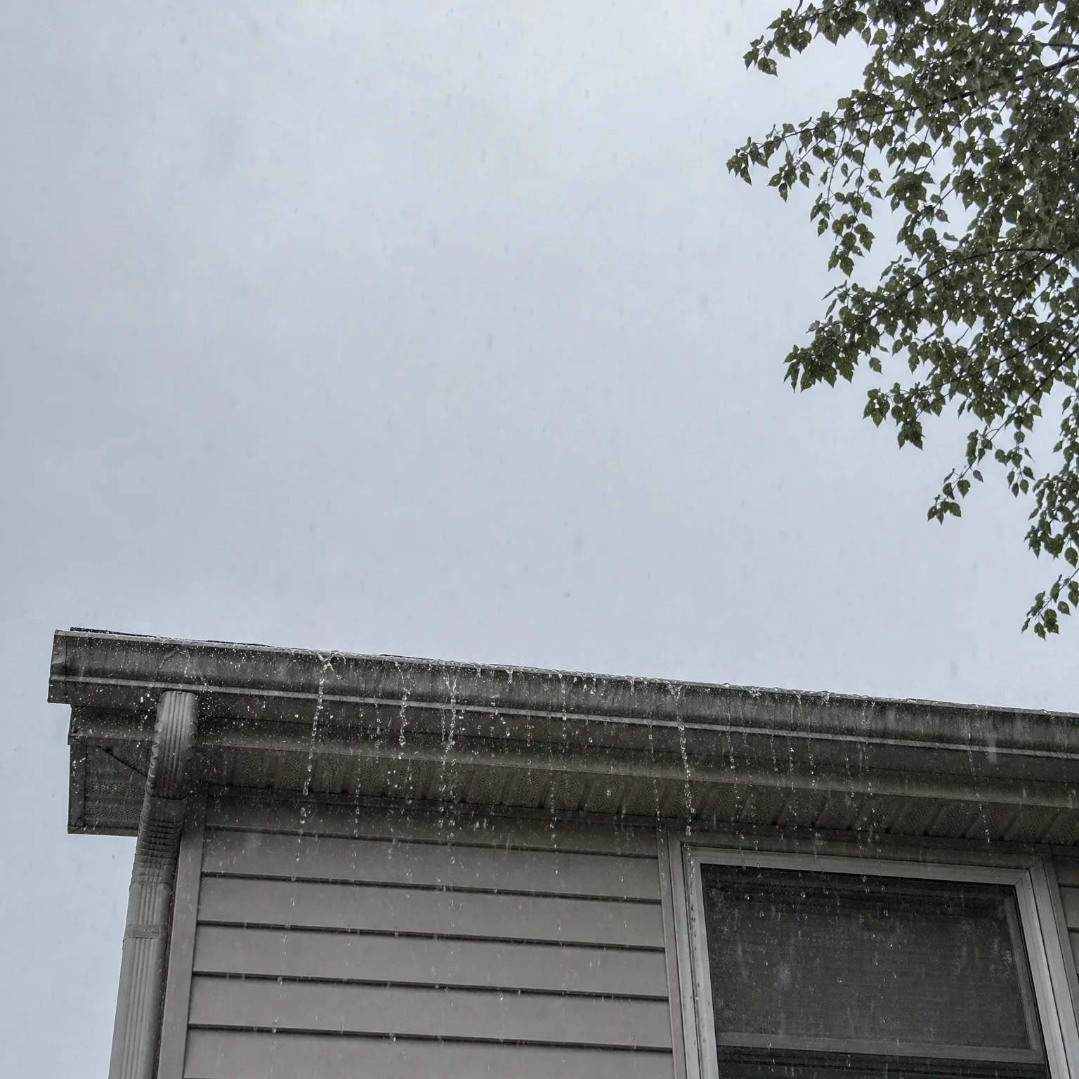 Upward view of the roof edge and gutter of a house with light horizontal siding, water dripping from the gutter against an overcast grey sky, with a leafy tree branch in the upper right corner.