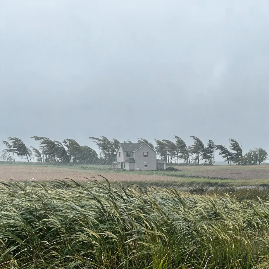 A two-story light-colored house stands behind a row of wind-bent trees, with tall grasses and a marshy field in the foreground under a gray, rainy sky.