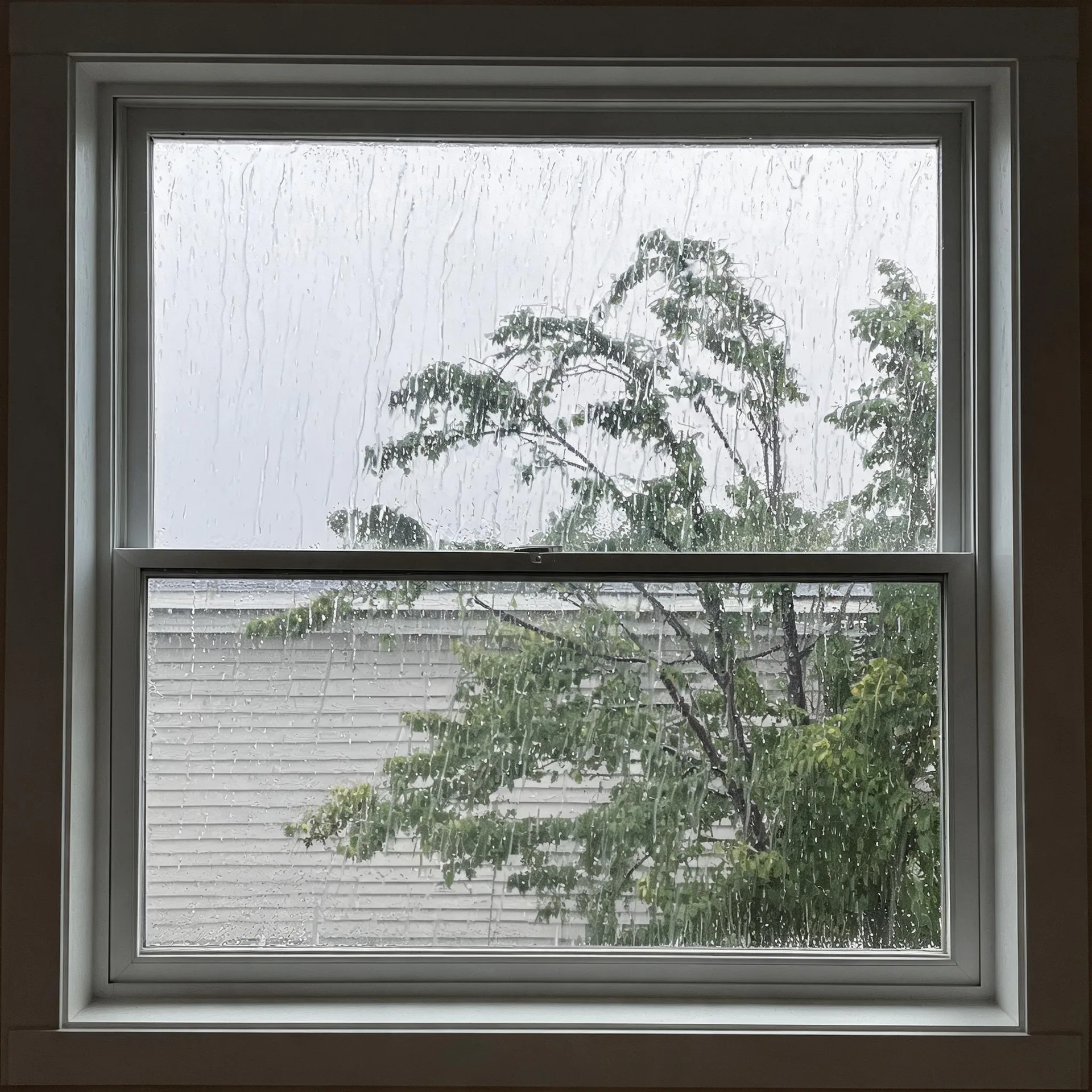 View through a rain-streaked double-hung window with white trim onto a green leafy tree and a neighboring building with horizontal siding under a pale overcast sky.