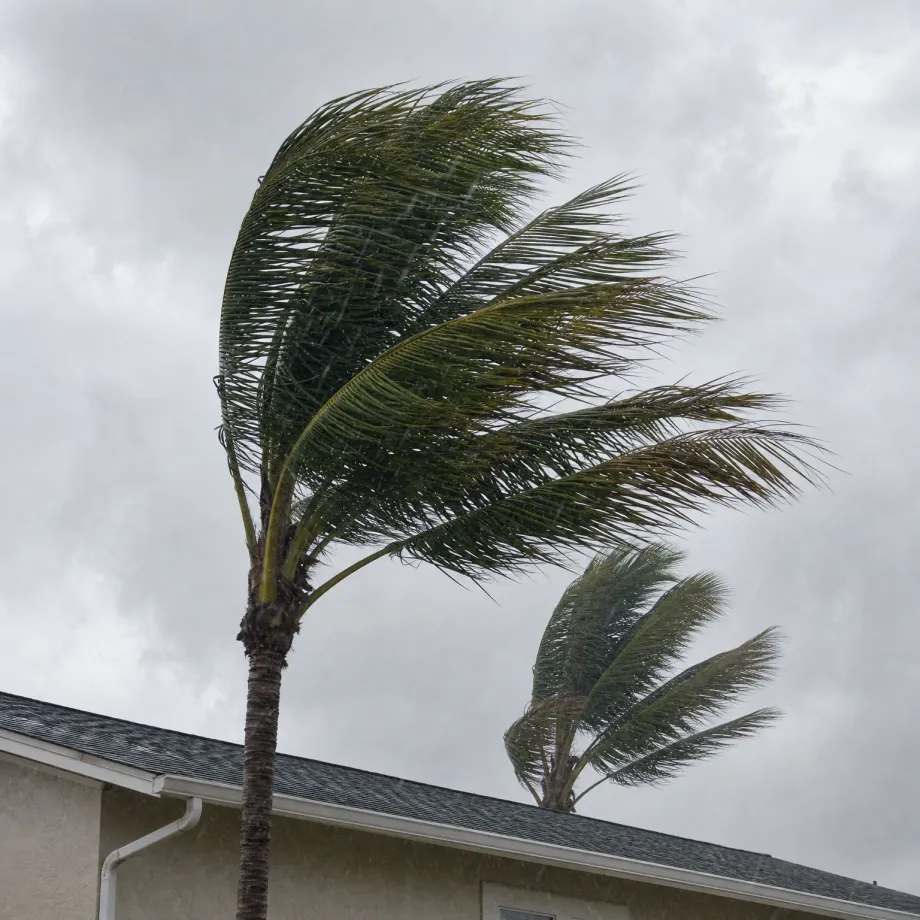 Palm fronds bent sideways by strong wind under a gray overcast sky, above the shingled roof and stucco wall of a single-story house.